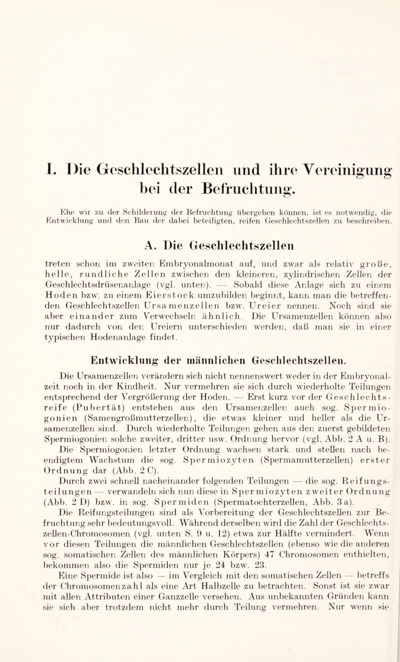 l. Die Geschlechtszellen und ihre Vereinigung hei der Befruchtung. Ehe wir zu der Schilderung der Befruchtung übergehen können, ist es notwendig, die Entwieklung und den Bau der dabei beteiligten, reifen Geschlechtszellen zu beschreiben. A. Die Geschlechtszellen treten schon im zweiten Embryonalmonat auf, und zwar als relativ große, helle, rundliche Zellen zwischen den kleineren, zylindrischen Zellen der Geschlechtsdrüsenanlage (vgl. unten). — Sobald diese Anlage sich zu einem Hoden bzw. zu einem Eierstock umzubilden beginnt, kann man die betreffen- den Geschlechtszellen Ursa menzellen bzw. Ureier nennen. Noch sind sie aber einander zum Verwechseln ähnlich. Die Ursamenzellen können also nur dadurch von den Ureiern unterschieden werden, daß man sie in einer typischen Hodenanlage findet. Entwicklung der männlichen Geschlechtszellen. Die Ursamenzellen verändern sich nicht nennenswert weder in der Embryonal- zeit noch in der Kindheit. Nur vermehren sie sich durch wiederholte Teilungen entsprechend der Vergrößerung der Hoden. — Erst kurz vor der Geschlechts- reife (Pubertät) entstehen aus den Ursamenzellen auch sog. Spermio- gonien (Samengroßmutterzellen), die etwas kleiner und heller als die Ur- samenzellen sind. Durch wiederholte Teilungen gehen aus den zuerst gebildeten Spermiogonien solche zweiter, dritter usw. Ordnung hervor (vgl. x\bb. 2 A u. B). Die Spermiogonien letzter Ordnung wachsen stark und stellen nach be- endigtem Wachstum die sog. Spermiozyten (Spermamutterzellen) erster Ordnung dar (Abb. 2 C). Durch zwei schnell nacheinander folgenden Teilungen — die sog. Reifungs- teilungen — verwandeln sich nun diese in Spermiozyten zweiter Ordnung (Abb. 2 D) bzw. in sog. Spermiden (Spermatochterzellen, Abb. 3 a). Die Reifungsteilungen sind als Vorbereitung der Geschlechtszellen zur Be- fruchtung sehr bedeutungsvoll. Während derselben wird die Zahl der Geschlechts- zellen-Chromosomen (vgl. unten S. 9 u. 12) etwa zur Hälfte vermindert. Wenn vor diesen Teilungen die männlichen Geschlechtszellen (ebenso wie die anderen sog. somatischen Zellen des männlichen Körpers) 47 Chromosomen enthielten, bekommen also die Spermiden nur je 24 bzw. 23. Eine Spermide ist also — im Vergleich mit den somatischen Zellen — betreffs der Chromosomen za hl als eine Art Halbzelle zu betrachten. Sonst ist sie zwar mit allen Attributen einer Ganzzelle versehen. Aus unbekannten Gründen kann sie sich aber trotzdem nicht mehr durch Teilung vermehren. Nur wenn sie