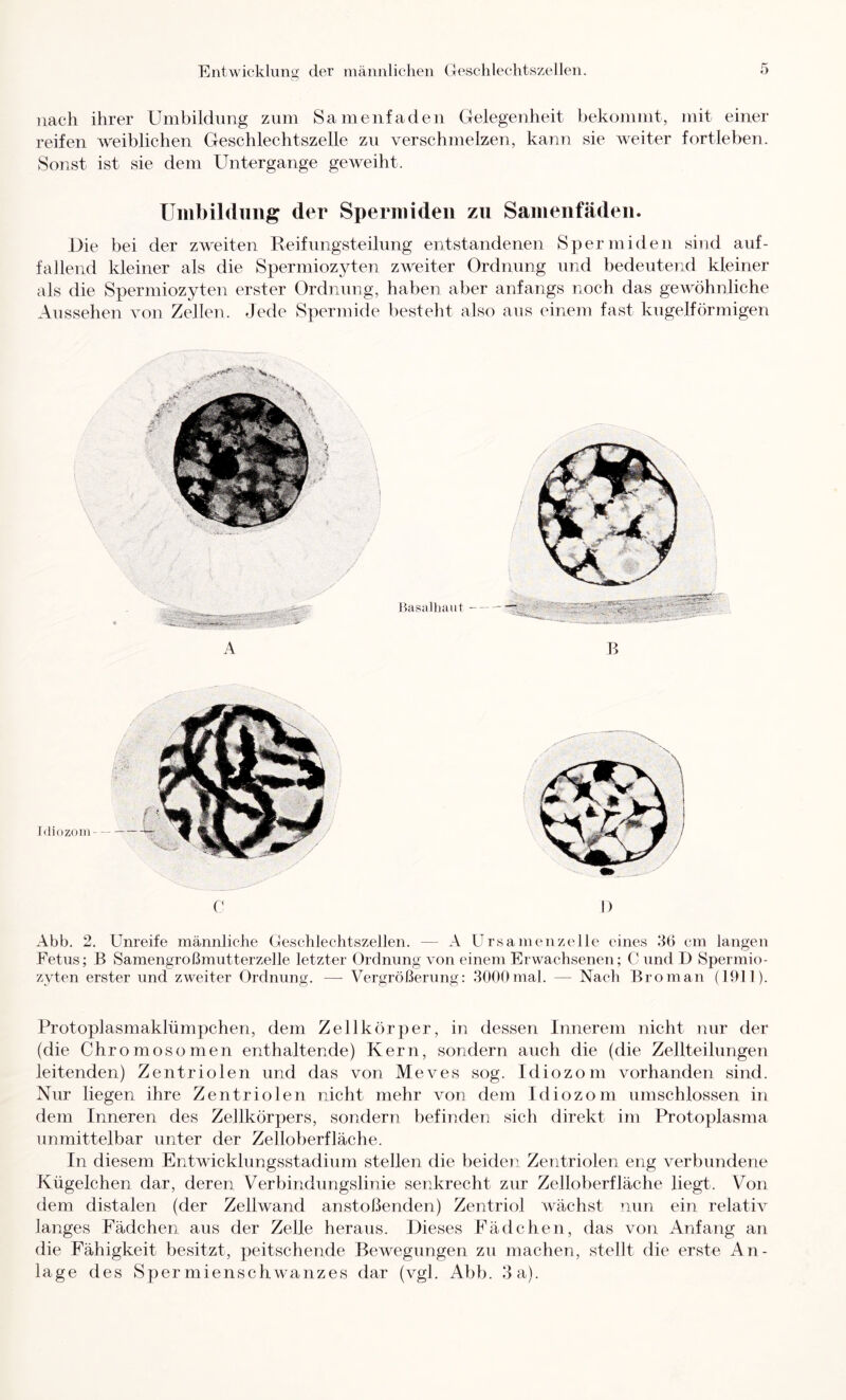 nach ihrer Umbildung zum Samenfaden Gelegenheit bekommt, mit einer reifen weiblichen Geschlechtszelle zu verschmelzen, kann sie Aveiter fortleben. Sonst ist sie dem Untergange geweiht. Umbildung der Spermideii zu Samenfäden. i)ie bei der zweiten Reifungsteilung entstandenen Spermiden sind auf- fallend kleiner als die Spermiozjden zAVeiter Ordnung und bedeutend kleiner als die Spermiozyten erster Ordnung, haben aber anfangs noch das gewöhnliche Aussehen von Zellen. Jede Spermide besteht also aus einem fast kugelförmigen aasalhaiil — A B f Idiozoiu — C I) Abb. 2. Unreife männliche Geschlechtszellen. — A ürsamenzelle eines H6 cm langen Fetus; B Samengroßmutterzelle letzter Ordnung von einem Erwachsenen; C und D Spermio- zyten erster und zweiter Ordnung. —■ Vergrößerung: 3000mal. — Nach Broman (1911). Protoplasmaklümpchen, dem Zellkörper, in dessen Innerem nicht nur der (die Chromosomen enthaltende) Kern, sondern auch die (die Zellteilungen leitenden) Zentriolen und das von Meves sog. Idiozom vorhanden sind. Nur liegen ihre Zentriolen nicht mehr von dem Idiozom umschlossen in dem Inneren des Zellkörpers, sondern befinden sich direkt im Protoplasma unmittelbar unter der Zelloberfläche. In diesem Entwickhmgsstadium stellen die beiden Zentriolen eng verbundene Kügelchen dar, deren Verbindungslinie senkrecht zur Zelloberfläche liegt. Von dem distalen (der Zellwand anstoßenden) Zentriol Avächst nun ein relativ langes Fädchen aus der Zelle heraus. Dieses Fädchen, das von Anfang an die Fähigkeit besitzt, peitschende BeAvegungen zu machen, stellt die erste An- lage des Spermienschwanzes dar (vgl. Abb. 3a).