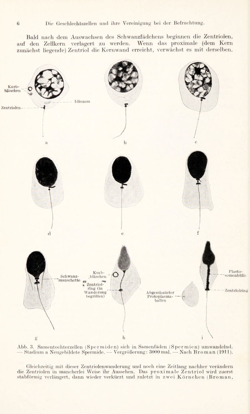 Bald nach dein Auswachsen des Schwanzfädchens beginnen die Zentriolen, auf den Zellkern verlagert zu werden. Wenn das proximale (dem Kern zunächst liegende) Zentriol die Kernwand erreicht, verwächst es mit derselben. Korb- blä scheu Zentriolen tdiozom Koib- Schwanz- g)läschen manschette * Zentriol- ring (in Wanderung begriffen) O' h Abgesclmürter Protoplasma- ballen Abb. 3. Samentochterzellen (Spermiden) sich in Samenfäden (Spermien) umwandelnd. •— Stadium a Neugebiklete Spermide. — Vergrößerung: 3000 mal. —• Nach Brom an (1911). Gleichzeitig mit dieser Zentriolen Wanderung und noch eine Zeitlang nachher verändern die Zentriolen in mancherlei Weise ihr Aussehen. Das proximale Zentriol Avird zuerst stabförmig AViiängert, dann wieder verkürzt und zuletzt in zAvei Körnchen (Broman,