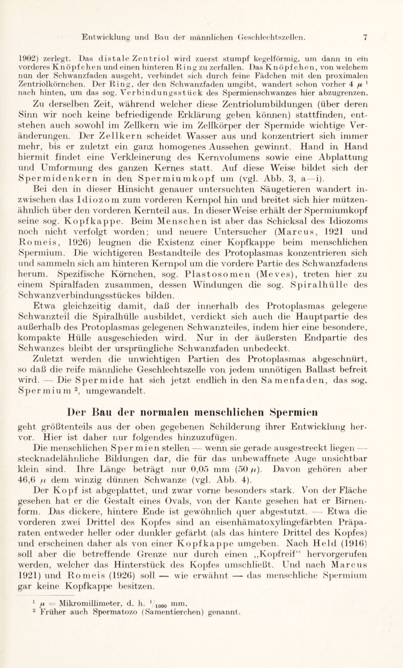 1902) zerlegt. Das distale Zentriol wird zuerst stumpf kegelförmig, um dann in ein vorderes Knöpfchen und einen hinteren Ring zu zerfallen. Das Knöpfchen, von welchem nun der Schwanzfaden ausgeht, verbindet sich durch feine Fädchen mit den proximalen Zentriolkörnchen. Der Ring, der den Schwanzfaden umgibt, wandert schon vorher 4 ^ nach hinten, um das sog. Verbindungsstück des Spermienschwanzes hier abzugrenzen. Zu derselben Zeit, während welcher diese Zentriohimbildungen (über deren Sinn wir noch keine befriedigende Erklärung geben können) stattfinden, ent- stehen auch sowohl im Zellkern wie im Zellkörper der Spermide wichtige Ver- änderungen. Der Zellkern scheidet Wasser aus und konzentriert sich immer mehr, bis er zuletzt ein ganz homogenes Aussehen gewinnt. Hand in Hand hiermit findet eine Verkleinerung des Kernvolumens sowie eine Abplattung und Umformung des ganzen Kernes statt. Auf diese Weise bildet sich der Spermidenkern in den Spermiumkopf um (vgl. Abb. 3, a—i). Bei den in dieser Hinsicht genauer untersuchten Säugetieren wandert in- zwischen das Idiozom zum vorderen Kernpol hin und breitet sich hier mützen- ähnlich über den vorderen Kernteil aus. In dieser Weise erhält der Spermiumkopf seine sog. Kopfkappe. Beim Menschen ist aber das Schicksal des Idiozoms noch nicht verfolgt worden; und neuere Untersucher (Marcus, 1921 und Ronieis, 1926) leugnen die Existenz einer Kopfkappe beim menschlichen Spermium. Die wichtigeren Bestandteile des Protoplasmas konzentrieren sich und sammeln sich am hinteren Kernpol um die vordere Partie des Schwanzfadens herum. Spezifische Körnchen, sog. Plastosomen (Meves), treten hier zu einem Spiralfaden zusammen, dessen Windungen die sog. Spiralhülle des Schwanz Verbindungsstückes bilden. Etwa gleichzeitig damit, daß der innerhalb des Protoplasmas gelegene Schwanzteil die Spiralhülle ausbildet, verdickt sich auch die Hauptpartie des außerhalb des Protoplasmas gelegenen Schwanzteiles, indem hier eine besondere, kompakte Hülle ausgeschieden wird. Nur in der äußersten Endpartie des Schwanzes bleibt der ursprüngliche Schwanzfaden unbedeckt. Zuletzt werden die unwichtigen Partien des Protoplasmas abgeschnürt, so daß die reife männjiche Geschlechtszelle von jedem unnötigen Ballast befreit wird. — Die Spermide hat sich jetzt endlich in den Samenfaden, das sog. Spermium 2, umgewandelt. Der Bau der normalen menschlichen Spermien geht größtenteils aus der oben gegebenen Schilderung ihrer Entwicklung her- vor. Hier ist daher nur folgendes hinzuzufügen. Die menschlichen Spermien stellen — wenn sie gerade ausgestreckt liegen — stecknadelähnliche Bildungen dar, die für das unbewaffnete Auge unsichtbar klein sind. Ihre Länge beträgt nur 0,05 mm (50//). Davon gehören aber 46,6 t( dem winzig dünnen Schwänze (vgl. Abb. 4). Der Kopf ist abgeplattet, und zwar vorne besonders stark. Von der Fläche gesehen hat er die Gestalt eines Ovals, von der Kante gesehen hat er Birnen- form. Das dickere, hintere Ende ist gewöhnlich quer abgestutzt. -—■ Etwa die vorderen zwei Drittel des Kopfes sind an eisenhämatoxylingefärbten Präpa- raten entweder heller oder dunkler gefärbt (als das hintere Drittel des Kopfes) und erscheinen daher als von einer Kopf kappe umgeben. Nach Held (1916) soll aber die betreffende Grenze nur durch einen ,,Kopfreif“ hervorgerufen werden, welcher das Hinterstück des Kopfes umschließt. Und nach Marcus 1921) und Romeis (1926) soll — wie erwähnt — das menschliche Spermium gar keine Kopf kappe besitzen. ^ — Mikromillimeter, d. li. Mooo aim. Früher auch Spermatozo (Samentierchen) genannt.