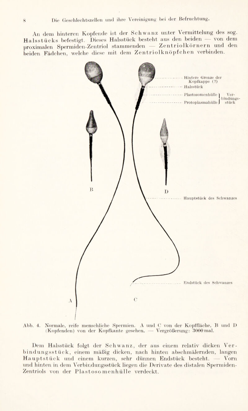 An (lern hinteren Kopfende ist der Schwanz unter Vermittelung des sog. Halsstücks befestigt. JDieses Halsstück besteht aus den beiden — von dem proximalen Spermiden-Zentriol stammenden — Zentriolkörnern und den beiden Kädchen, welche diese mit dem Zentriolknö])fchen verbinden. Ahb. 4. Normale, reife mensehliclie Spermien. A und C von der Kopffläche, B und I) (Kopfenden) von der Kopfkante gesehen. —■ Vergrößerung: 3000mal. Deju Halsstück folgt der Schwanz, der aus einem relativ dicken Ver- bindungsstück, einem mäßig dicken, nach hinten abschmälernden, langen H auptstück und einem kurzen, sehr dünnen Endstück besteht. — Vorn und hinten in dem Verbindungsstück liegen die .Derivate des distalen Spermiden- Zentriols von der Plastosomenhülle verdeckt.
