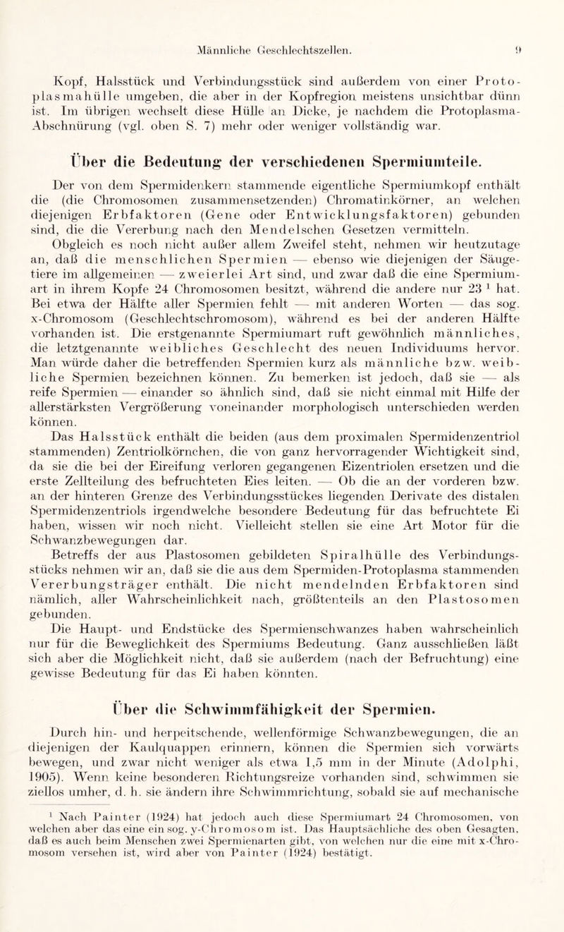 Kopf, Halsstück und Verbindungsstück sind aid.ierdem von einer Proto- plas maliü Ile umgeben, die aber in der Kopfregion meistens unsichtbar dünn ist. Im übrigen wechselt diese Hülle an Dicke, je nachdem die Protoplasma- Abschnürung (vgl. oben S. 7) mehr oder weniger vollständig war. Über die Bedeutung der verscliiedeiieii Spermiumteile. Der von dem Spermidenkern stammende eigentliche Spermium köpf enthält die (die Chromosomen zusammensetzenden) Chromatinkörner, an welchen diejenigen Erbfaktoren (Gene oder Entwicklungsfaktoren) gebunden sind, die die Vererbung nach den MendeIschen Gesetzen vermitteln. Obgleich es noch nicht außer allem Zweifel steht, nehmen wir heutzutage an, daß die menschlichen Spermien — ebenso wie diejenigen der Säuge- tiere im allgemeinen — zweierlei Art sind, und zwar daß die eine Spermium- art in ihrem Kopfe 24 Chromosomen besitzt, während die andere nur 23 ^ hat. Bei etwa der Hälfte aller Spermien fehlt -— mit anderen Worten — das sog. X-Chromosom (Geschlechtschromosom), während es bei der anderen Hälfte vorhanden ist. Die erstgenannte Spermiumart ruft gewöhnlich männliches, die letztgenannte weibliches Geschlecht des neuen Individuums hervor. Man würde daher die betreffenden Spermien kurz als männliche bzw. weib- liche Spermien bezeichnen können. Zu bemerken ist jedoch, daß sie — als reife Spermien — einander so ähnlich sind, daß sie nicht einmal mit Hilfe der allerstärksten Vergrößerung voneinander morphologisch unterschieden werden können. Das Halsstück enthält die beiden (aus dem proximalen Spermidenzentriol stammenden) Zentriolkörnchen, die von ganz hervorragender Wichtigkeit sind, da sie die bei der Eireifung verloren gegangenen Eizentriolen ersetzen und die erste Zellteilung des befruchteten Eies leiten. — Ob die an der vorderen bzw. an der hinteren Grenze des Verbindungsstückes liegenden Derivate des distalen Spermidenzentriols irgendwelche besondere Bedeutung für das befruchtete Ei haben, wissen wir noch nicht. Vielleicht stellen sie eine Art Motor für die Schwanzbewegungen dar. Betreffs der aus Plastosomen gebildeten Spiralhülle des Verbindungs- stücks nehmen wir an, daß sie die aus dem Spermiden-Protoplasma stammenden Vererbungsträger enthält. Die nicht mendelnden Erbfaktoren sind uämlich, aller Wahrscheinlichkeit nach, größtenteils an den Plastosomen gebunden. Die Haupt- und Endstücke des Spermienschwanzes haben wahrscheinlich nur für die Beweglichkeit des Spermiums Bedeutung. Ganz ausschließen läßt sich aber die Möglichkeit nicht, daß sie außerdem (nach der Befruchtung) eine gewisse Bedeutuug für das Ei haben könnten. Über die Scliwinmifähigkeit der Spermien. Durch hin- und herpeitschende, wellenförmige Schwanzbewegungen, die an diejenigen der Kaulquappen erinnern, können die Spermien sich vorwärts bewegen, und zwar nicht weniger als etwa 1,5 mm in der Minute (Adolphi, 1905). Wenn keine besonderen Richtungsreize vorhanden sind, schwimmen sie ziellos umher, d. h. sie ändern ihre Schwimmrichtung, sobald sie auf mechanische ' Nach Painter (1924) hat jedoch auch diese Spermiumart 24 Chromosomen, von welchen aber das eine ein sog. y-Chromosom ist. Das Hauptsächliche des oben Gesagten, daß es auch beim Menschen zwei Spermienarten gibt, von welchen nur die eine mit x-Chro- mosom versehen ist, wird aber von Painter (1924) bestätigt.