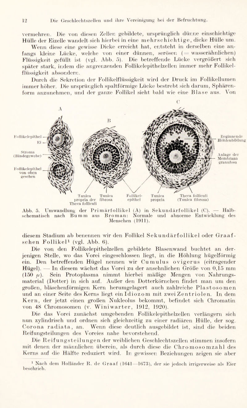 vermehren. Die von diesen Zellen gebildete, ursprünglich dünne einschichtige Hülle der Eizelle wandelt sich hierbei in eine mehrschichtige, dicke Hülle um. Wenn diese eine gewisse Dicke erreicht hat, entsteht in derselben eine an- fangs kleine Lücke, welche von einer dünnen, serösen (= wasserähnlichen) Flüssigkeit gefüllt ist (vgl. Abb. 5). Die betreffende Lücke vergrößert sich später stark, indem die angrenzenden Follikelepithelzellen immer mehr Follikel- flüssigkeit absondern. Durch die Sekretion der Follikelflüssigkeit wird der Druck im Follikellumen i»inner höher. Die ursprünglich spaltförmige Lücke bestrebt sich darum, Sphären- form anzunehmen, und der ganze Follikel sieht bald wie eine Blase aus. Von C Follikelepithel Fi Stroma (UiiKlegewebe) Follikelepithel von oben gesehen propria der fibrosa epithel propiia (Timica fibrosa) Theca folliculi Beginnende Höhlenbildung Anlage der Membrana granulosa Abb. 5. Umwandlung der Primärfollikel (A) in Sekundärfollikel (C). — Halb- sehematisch nach Bumm aus Brom an: Normale und abnorme Entwicklung des Menschen (1911). rliesem Stadium ab benennen ^vir den Follikel Sekundärfollikel oder Graaf- schen FollikeD (vgl. Abb. 6). Die von den Follikelepithelzellen gebildete Blasenwand buchtet an der- jenigen Stelle, wo das Vorei eingeschlossen liegt, in die Höhlung hügelförmig ein. Den betreffenden Hügel nennen wir Cumulus ovigerus (eitragender Hügel). —• In diesem wächst das Vorei zu der ansehnlichen Größe von 0,15 mm (150 p). Sein Protoplasma nimmt hierbei mäßige Mengen von Nahrungs- material (Dotter) in sich auf. Außer den Dotterkörnchen findet man um den großen, bläschenförmigen Kern herumgelagert auch zahlreiche Plastosomen und an einer Seite des Kerns liegt einidiozom mit zwei Zentrio len. In dem Kern, der jetzt einen großen Nukleolus bekommt, befindet sich Chromatin von 48 Chromosomen (v. Winiwarter, 1912, 1920). Die das Vorei zunächst umgebenden Foliikelepithelzellen verlängern sich nun zylindrisch und ordnen sich gleichzeitig zu einer radiären Hülle, der sog. Corona radiata, an. Wenn diese deutlich ausgebildet ist, sind die beiden Reifungsteilungen des Voreies nahe bevorstehend. Die Reifungsteilungen der Aveiblichen Geschlechtszellen stimmen insofern mit denen der männlichen überein, als durch diese die Chromosomzahl des Kerns auf die Hälfte reduziert wird. In geAvissen Beziehungen zeigen sie aber ^ Nach dem Kolläiider R. de Graaf (1(341—1(373), der sie jedoch irrigerweise als Eier beschrieb.
