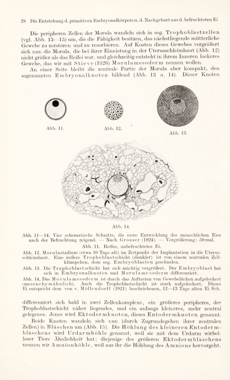 Die peripheren Zellen der Morula wandeln sich in sog- Trophoblastzellen (vgl. Abb. 13 15) um, die die Fähigkeit besitzen, das nächstliegende mütterliche Gewebe zu zerstören und zu resorbieren. Auf Kosten dieses Gewebes vergrößert sich nun die Morula, die bei ihrer Einnistung in der Uterusschleimhaut (Abb. 12) nicht größer als das Keifei war, und gleichzeitig entsteht in ihrem Inneren lockeres Gewebe, das wir mit Stieve (1926) Morulamesoderm nennen wollen. An einer Seite bleibt die zentrale Partie der Morula aber kompakt, den sogenannten Embryonalknoten bildend (Abb. 13 u. 14). Dieser Knoten Abb. 11. Abb. 12. Abb. 13. Abb. 14. Abb. 11—14. Vier schematische Schnitte, die erste Entwicklung des menschlichen Eies nach der Befruchtung zeigend. —• Nach Grosser (1924). — Vergrößerung: 50mal. Abb. 11. Reifes, unbefruchtetes Ei. Abb. 12. Morulastadium (etwa 10 Tage alt) im Zeitpunkt der Implantation in die Uterus- schleimhaut. Eine äußere Trophoblastschicht (dunkler) ist von einem zentralen Zell- klümpchen, dem sog. Embryoblasten geschieden. Abb. 13. Die Trophoblast schiebt hat sich mächtig vergrößert. Der Embr3^oblast hat sich in E m b ry o n a 1 k n o t e n und M o r u 1 a m e s o d e r m differenziert. Abb. 14. Das Morulamesoderm ist durch das Auftreten von Gewebelücken aufgelockert (mesenchy in ähnlich). Auch die Trophoblastschicht ist stark aufgelockert. Dieses Ei entspricht dem von v. Möllendorff (1921) beschriebenen, 12—-13 Tage alten Ei Sch. differenziert sich bald in zwei ZelJenkomplexe, ein größeres peripheres, der Trophoblastschicht näher liegeudes, und ein anfangs kleineres, mehr zentral gelegenes. Jenes wird Ektodermknoten, dieses Entodermknoten genannt. Beide Knoten wandeln sich nun (durch Zugrundegehen ihrer zentralen Zellen) in Bläschen um (Abb. 15). Die Höhlung des kleineren Entoderm- bläschens wird Urdarmhöhle genannt, weil sie mit dem Urdarm wirbel- loser Tiere Ähnlichkeit hat; diejenige des größeren Ektodermbläschens nennen wir Aninionhöhle, weil aus ihr die Höhlung des Amnions hervorgeht.