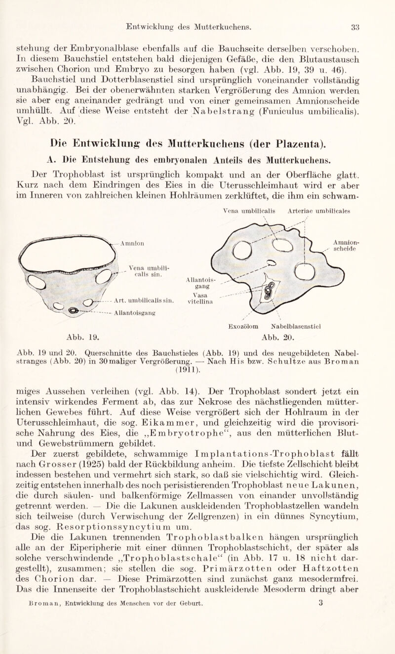 stehung der Embryonalblase ebenfalls auf die Bauchseite derselben verschoben. In diesem Bauchstiel entstehen bald diejenigen Gefäße, die den Blutaustausch zmschen Chorion und Embryo zu besorgen haben (vgl. Abb. 19, 39 ii. 46). Bauchstiel und Dotterblasenstiel sind ursprünglich voneinander vollständig unabhängig. Bei der obenerwähnten starken Vergrößerung des Amnion werden sie aber eng aneinander gedrängt und von einer gemeinsamen Amnionscheide umhüUt. Auf diese Weise entsteht der Nabelstrang (Funiculus umbilicalis). Vgl. Abb. 20. Die Entwicklung des Mntterkucliens (der Plazenta). A. Die Entstehung des embryonalen Anteils des Mutterkuchens. Der Trophoblast ist ursprünglich kompakt und an der Oberfläche glatt. Kurz nach dem Eindringen des Eies in die Uterusschleimhaut wird er aber im Inneren von zahlreichen kleinen Hohlräumen zerklüftet, die ihm ein schwam- Vena umbilicalis Arteriae umbilicales Abb. 19 und 20. Querschnitte des Bauchstieles (Abb. 19) und des neugebildeten Nabel- stranges (Abb. 20) in 30maliger Vergrößerung. —• Nach His bzw. Schnitze aus Broman (1911). miges Aussehen verleihen (vgl. Abb. 14). Der Trophoblast sondert jetzt ein intensiv wirkendes Ferment ab, das zur Nekrose des nächstliegenden mütter- lichen Gewebes führt. Auf diese Weise vergrößert sich der Hohlraum in der Uterusschleimhaut, die sog. Eikammer, und gleichzeitig wird die provisori- sche Nahrung des Eies, die ,,Embryotrophe“, aus den mütterlichen Blut- und Gewebstrümmern gebildet. Der zuerst gebildete, schwammige Implantations-Trophoblast fällt nach Grosser (1925) bald der Rückbildung anheim. Die tiefste Zellschicht bleibt indessen bestehen und vermehrt sich stark, so daß sie vielschichtig wird. Gleich- zeitig entstehen innerhalb des noch perisistierenden Trophoblast neueLakunen, die durch Säulen- und balkenförmige Zellmassen von einander unvollständig getrennt werden. — Die die Lakunen auskleidenden Trophoblastzellen wandeln sich teilweise (durch Verwischung der Zellgrenzen) in ein dünnes Syncytium, das sog. Resorptionssyncytium um. Die die Lakunen trennenden Trophoblastbalken hängen ursprünglich alle an der Eiperipherie mit einer dünnen Trophoblastschicht, der später als solche verschwindende ,,Trophoblastschale“' (in Abb. 17 u. 18 nicht dar- gestellt), zusammen; sie stellen die sog. Primärzotten oder Haftzotten des Chorion dar. — Diese Primärzotten sind zunächst ganz mesodermfrei. Das die Innenseite der Trophoblastschicht auskleidende Mesoderm dringt aber 3 Broman, Entwicklung des Menschen vor der Geburt.
