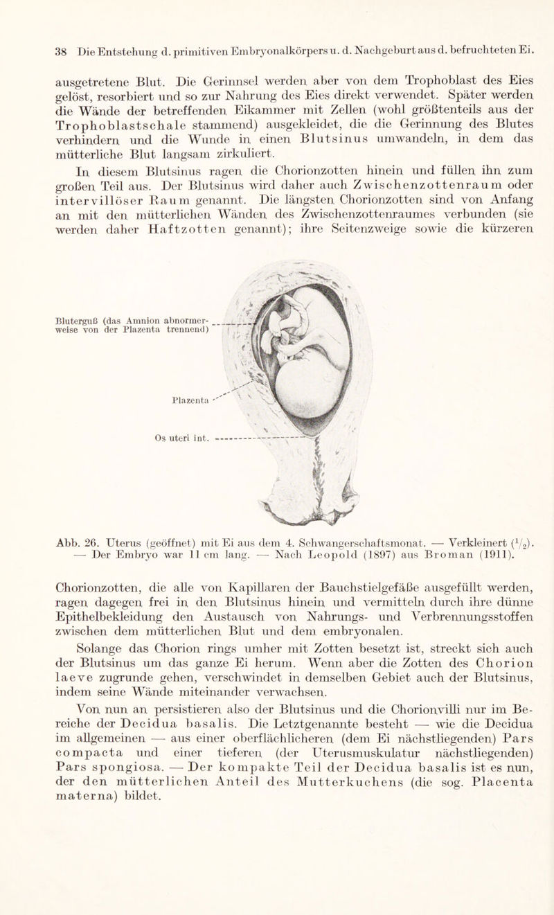 ausgetretene Blut. Die Gerinnsel werden aber von dem Trophoblast des Eies gelöst, resorbiert und so zur Nahrung des Eies direkt verwendet. Später werden die Wände der betreffenden Eikammer mit Zellen (wohl größtenteils aus der Trophoblastschale stammend) ausgekleidet, die die Gerinnung des Blutes verhindern und die Wunde in einen Blutsinus umwandeln, in dem das mütterliche Blut langsam zirkuliert. In diesem Blutsinus ragen die Chorionzotten hinein und füllen ihn zum großen Teil aus. Der Blutsinus wird daher auch Zwischenzottenraum oder intervillöser Baum genannt. Die längsten Chorionzotten sind von Anfang an mit den mütterlichen Wänden des Zwischenzottenraumes verbunden (sie werden daher Haftzotten genannt); ihre Seitenzweige sowie die kürzeren Bluterguß (das Amnion abnormer- weise von der Plazenta trennend) Plazenta Os Uteri int. Abb. 26. Uterus (geöffnet) mit Ei aus dem 4. Schwangerschaftsmonat. — Verkleinert (V2)- —■ Der Embryo war 11 cm lang. — Nach Leopold (1897) aus Broman (1911). Chorionzotten, die alle von Kapillaren der Bauchstielgefäße ausgefüllt werden, ragen dagegen frei in den Blutsinus hinein und vermitteln durch ihre dünne Epithelbekleidung den Austausch von Nahrungs- und Verbrennungsstoffen zwischen dem mütterlichen Blut und dem embryonalen. Solange das Chorion rings umher mit Zotten besetzt ist, streckt sich auch der Blutsinus um das ganze Ei herum. Wenn aber die Zotten des Chorion laeve zugrunde gehen, verschwindet in demselben Gebiet auch der Blutsinus, indem seine Wände miteinander verwachsen. Von nun an persistieren also der Blutsinus und die Chorionvilli nur im Be- reiche der Decidua basalis. Die Letztgenannte besteht — wie die Decidua im allgemeinen —■ aus einer oberflächlicheren (dem Ei nächstliegenden) Pars compacta und einer tieferen (der Uterusmuskulatur nächstliegenden) Pars Spongiosa. — Der kompakte Teil der Decidua basalis ist es nun, der den mütterlichen Anteil des Mutterkuchens (die sog. Placenta materna) bildet.