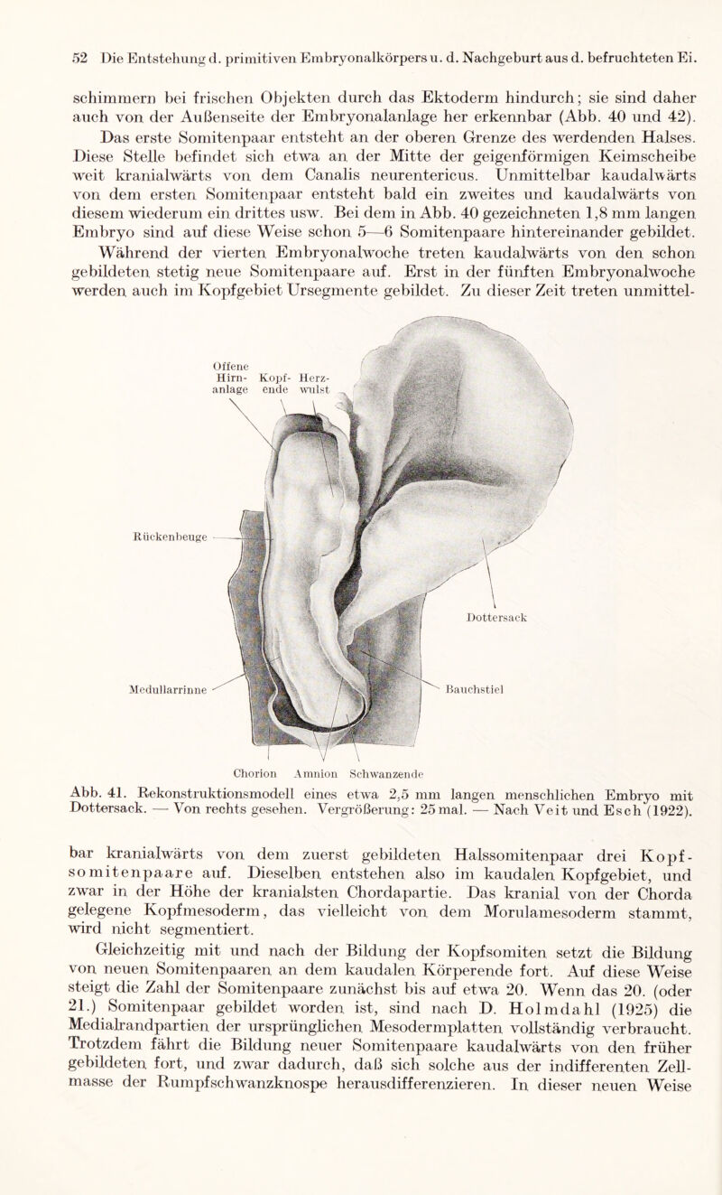 schimmern bei frischen Objekten durch das Ektoderm hindurch; sie sind daher auch von der Außenseite der Embryonalanlage her erkennbar (Abb. 40 und 42). Das erste Somitenpaar entsteht an der oberen Grenze des werdenden Halses. Diese Stelle befindet sich etwa an der Mitte der geigeniörmigen Keimscheibe weit kranialwärts von dem Canalis neurentericus. Unmittelbar kaudalwärts von dem ersten Somitenpaar entsteht bald ein zweites und kaudalwärts von diesem wiederum ein drittes usw. Bei dem in Abb. 40 gezeichneten 1,8 mm langen Embryo sind auf diese Weise schon 5—6 Somitenpaare hintereinander gebildet. Während der vierten Embryonalwoche treten kaudalwärts von den schon gebildeten stetig neue Somitenpaare auf. Erst in der fünften Embryonalwoche werden auch im Kopfgebiet Ursegmente gebildet. Zu dieser Zeit treten unmittel- offene Hirn- Kopf- Herz- anlage ende willst Rückenbeuge Medullarrinne Dottersack Baiichstiel Chorion Amnion Schwanzende Abb. 41. Rekonstruktionsmodell eines etwa 2,5 mm langen menschlichen Embryo mit Dottersack. —• Von rechts gesehen. Vergrößerung: 25mal. — Nach Veit und Esch (1922). bar kranialwärts von dem zuerst gebildeten Halssomitenpaar drei Kopf- somitenpaare auf. Dieselben entstehen also im kaudalen Kopfgebiet, und zwar in der Höhe der kranialsten Chordapartie. Das kranial von der Chorda gelegene Kopfmesoderm, das vielleicht von dem Morulamesoderm stammt, wird nicht segmentiert. Gleichzeitig mit und nach der Bildung der Kopfsomiten setzt die Bildung von neuen Somitenpaaren an dem kaudalen Kör per ende fort. Auf diese Weise steigt die Zahl der Somitenpaare zunächst bis auf etwa 20. Wenn das 20. (oder 21.) Somitenpaar gebildet worden ist, sind nach D. Holmdahl (1925) die Medialxandpartien der ursprünglichen Mesodermplatten vollständig verbraucht. Trotzdem fährt die Bildung neuer Somitenpaare kaudalwärts von den früher gebildeten fort, und zwar dadurch, daß sich solche aus der indifferenten Zell- masse der Rumpfschwanzknospe herausdifferenzieren. In dieser neuen Weise