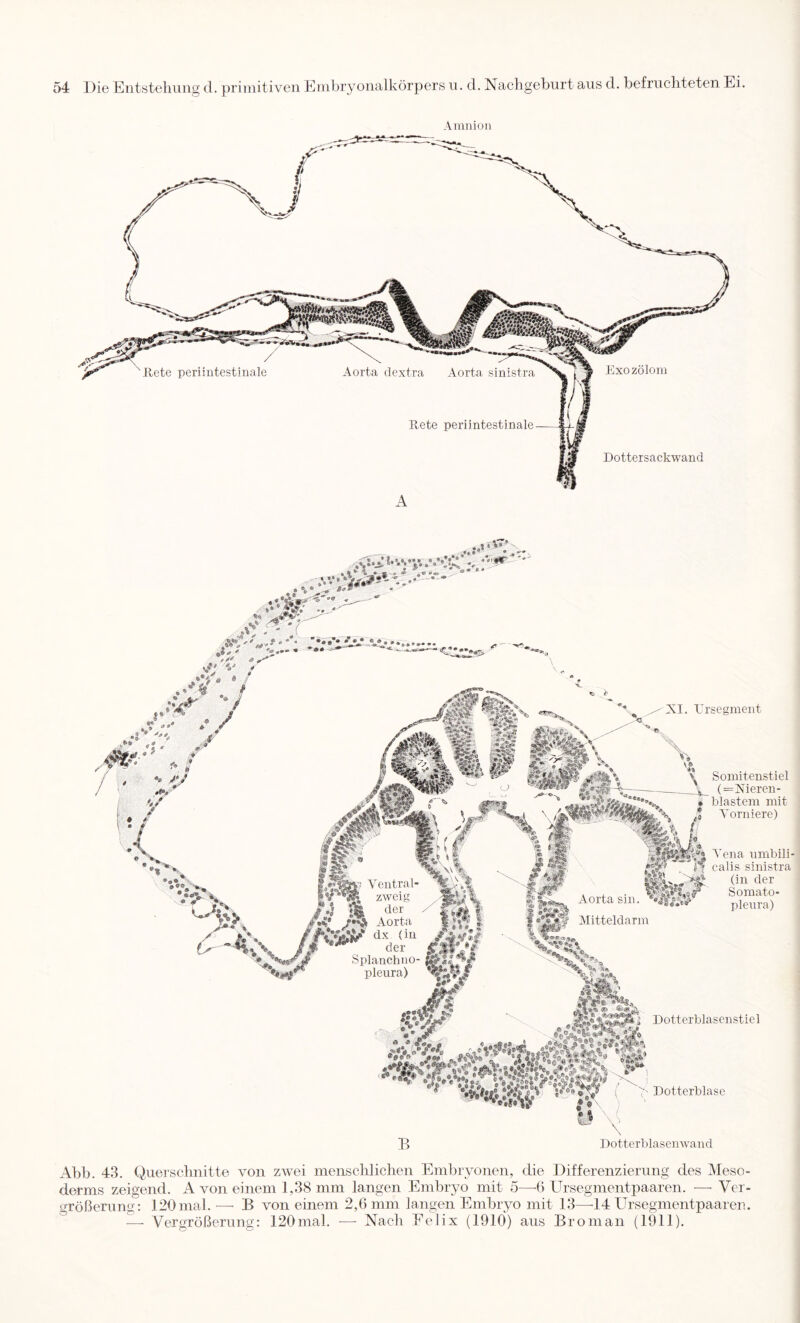 Amnion .A* XI. rrseament Somitenstiel _ (=Xieren- • blastem mit J Yorniere) umbili- calis sinistra ■;% (in der Somato- plenra) Dotterblasenstiel B Dotterblase Dotterblasenwand Abb. 43. (Querschnitte von zwei menschlichen Embryonen, die Differenzierung des Meso- derms zeigend. A von einem 1,38 mm langen Embryo mit 5—^6 Ursegmentpaaren. —■ Ver- größerung; 120mal. —■ B von einem 2,6 mm langen Embryo mit 13—-14 Ursegmentpaaren. — Vergrößerung: 120mal. — Nach Felix (1910) aus Broman (1911).