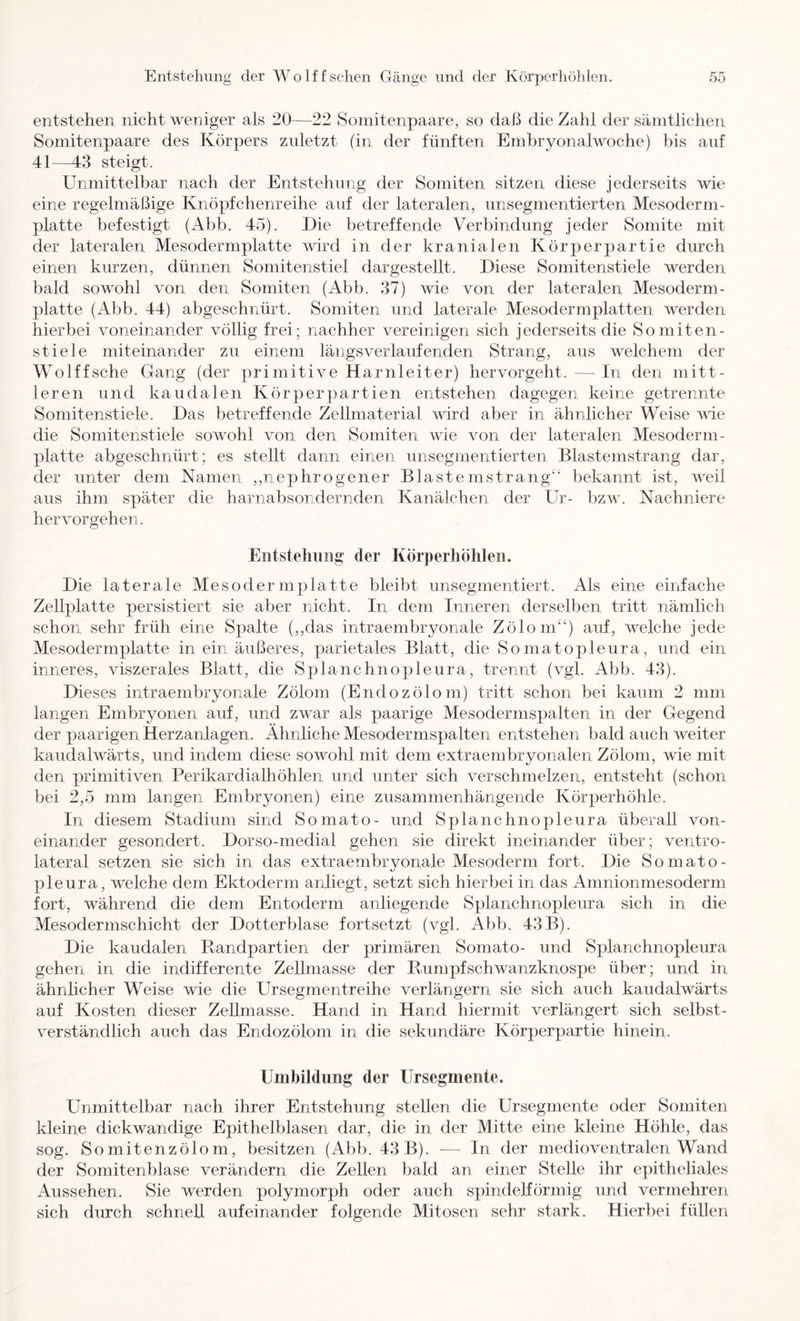 entstehen nicht weniger als 20—^22 Somitenpaare, so daß die Zahl der sämtlichen Somitenpaare des Körpers zidetzt (in der fünften Embryonalwoche) bis auf 41—43 steigt. Unmittelbar nach der Entstehung der Somiten sitzen diese jederseits wie eine regelmäßige Knöpf chenreihe auf der lateralen, unsegmentierten Mesoderm- platte befestigt (Abb. 45). Die betreffende Verbindung jeder Somite mit der lateralen Mesodermplatte wird in der kranialen Körperpartie durch einen kurzen, dünnen Somitenstiel dargestellt. Diese Somitenstiele werden bald sowohl von den Somiten (Abb. 37) wie von der lateralen Mesoderm- platte (Abb. 44) abgeschnürt. Somiten und laterale Mesodermplatten werden hierbei voneinander völlig frei; nachher vereinigen sich jederseits die Somiten- stiele miteinander zu einem längsverlauf enden Strang, aus welchem der Wolffsche Gang (der primitive Harnleiter) hervorgeht.—-In den mitt- leren und kaudalen Körperpartien entstehen dagegen keine getrennte Somitenstiele. Das betreffende Zellmaterial wird aber in ähnlicher Weise wie die Somitenstiele sowohl von den Somiten wie von der lateralen Mesoderm- platte abgeschnürt; es stellt dann einen unsegmentierten Blastemstrang dar, der unter dem Namen ,,nephrogener Blastemstrang“ bekannt ist, weil aus ihm später die harnabsondernden Kanälchen der Ur- bzw. Nachniere her vor gehen. Entstellung der Körperhölilen. Die laterale Mesodermplatte bleibt unsegmentiert. Als eine einfache Zellplatte persistiert sie aber nicht. In dem Inneren derselben tritt nämlich schon sehr früh eine Spalte (,,das intraembryonale Zölom“) auf, welche jede Mesodermplatte in ein äußeres, parietales Blatt, die Somatopleura, und ein inneres, viszerales Blatt, die Splanchnopleura, trennt (vgl. Abb. 43). Dieses intraembryonale Zölom (Endozölom) tritt schon bei kaum 2 mm langen Embryonen auf, und zwar als paarige Mesodermspalten in der Gegend der paarigen Herzanlagen. Ähnliche Mesodermspalten entstehen bald auch weiter kaudalwärts, und indem diese sowohl mit dem extraembryonalen Zölom, wie mit den primitiven Perikardialhöhlen und unter sich verschmelzen, entsteht (schon bei 2,5 mm langen Embryonen) eine zusammenhängende Körperhöhle. In diesem Stadium sind Somato- und Splanchnopleura überall von- einander gesondert. Dorso-medial gehen sie direkt ineinander über; ventro- lateral setzen sie sich in das extraembryonale Mesoderm fort. Die Somato- pleura, welche dem Ektoderm anliegt, setzt sich hierbei in das Amnionmesoderm fort, während die dem Entoderm anliegende Splanchnopleura sich in die Mesodermschicht der Dotterblase fortsetzt (vgl. Abb. 43B). Die kaudalen Eundpartien der primären Somato- und Splanchnopleura gehen in die indifferente Zellmasse der Eunipfschwanzknospe über; und in ähnlicher Weise wie die Ur segmentreihe verlängern sie sich auch kaudalwärts auf Kosten dieser Zellmasse. Hand in Hand hiermit verlängert sich selbst- verständlich auch das Endozölom in die sekundäre Körperpartie hinein. Umbildung der Ursegmente. Unmittelbar nach ihrer Entstehung stellen die Ursegmente oder Somiten kleine dickwandige Epithelblasen dar, die in der Mitte eine kleine Höhle, das sog. So mitenzölo m, besitzen (Abb. 43 B). ■— In der medio ventralen Wand der Somitenblase verändern die Zellen bald an einer Stelle ihr epitheliales Aussehen. Sie werden polymorph oder auch spindelförmig und vermehren sich durch schnell aufeinander folgende Mitosen sehr stark. Hierbei füllen