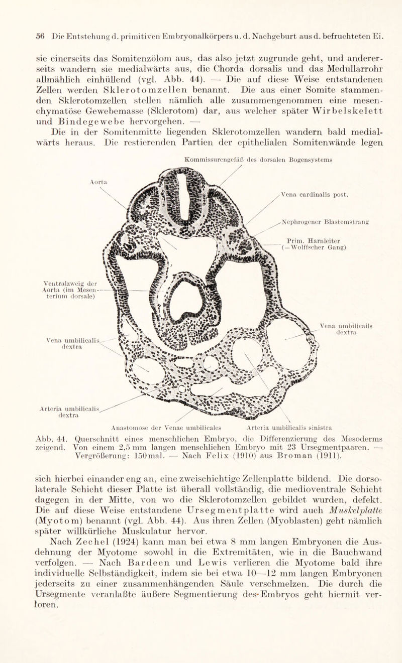 sie einerseits das Somitenzölom aus, das also jetzt zugrunde geht, und anderer- seits wandern sie medialwärts aus, die Chorda dorsalis und das Medullarrohr allmählich einhüllend (vgl. Abb. 44). — Die auf diese Weise entstandenen Zellen werden Skierotomzellen benannt. Die aus einer Somite stammen- den Sklerotomzellen stellen nämlich alle zusammengenommen eine mesen- chymatöse Gewebemasse (Sklerotom) dar, aus welcher später Wirbelskelett und Bindegewebe hervorgehen. — Die in der Somitenmitte liegenden Sklerotomzellen wandern bald medial- wärts heraus. Die restierenden Partien der epithelialen Somitenwände legen Aorta Kommissiirengefäß des dorsalen Bogensystems Vena cardinalis post. Ventralzweig der Aorta (im Mesen-- terium dorsale) Vena umbilicalis dextra Arteria umbilicalis dextra Nephrogener BlastemstraiH Harnleiter olffscher Gang) Vena umbilicails dextra Anastomose der Venae umbilicales Arteria umbilicalis sinistra Abb. 44. Querschnitt eines menschlichen Embryo, die Differenzierung des Mesoderms zeigend. Von einem 2,5 mm langen menschlichen Embryo mit 23 Ursegmentpaaren. ■—• Vergrößerung: loOmal. — Nach Felix (1010) aus Broman (1911). sich hierbei einander eng an, eine zweischichtige Zellenplatte bildend. Die dorso- laterale Schicht dieser Platte ist überall vollständig, die medioventrale Schicht dagegen in der Mitte, von wo die Sklerotomzellen gebildet wurden, defekt. Die auf diese Weise entstandene Urs eg ment platte wird auch Miiskelplatte (Myotom) benannt (vgl. Abb. 44). Aus ihren Zellen (Myoblasten) geht nämlich später willkürliche Muskulatur hervor. Nach Zechel (1924) kann man bei etwa 8 mm langen Embryonen die Aus- dehnung der Myotome sowohl in die Extremitäten, wie in die Bauchwand verfolgen. — Nach Bardeen und Lewis verlieren die Myotome bald ihre individuelle Selbständigkeit, indem sie bei etwa 10—12 mm langen Embryonen jederseits zu einer zusammenhängenden Säule verschmelzen. Die durch die ürsegmente veranlaßte äußere Segmentierung des-Embryos geht hiermit ver- loren.