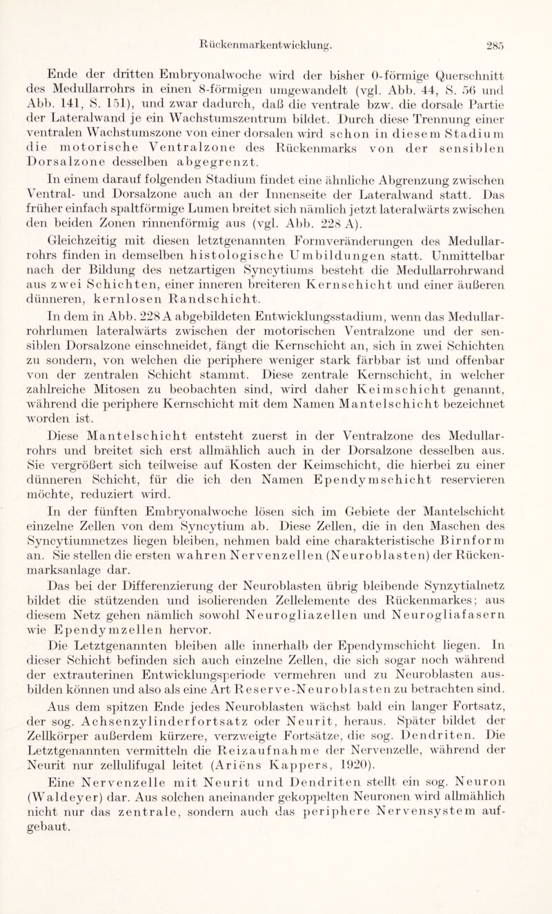 Ende der dritten Embryonalwoche wird der bisher 0-förmige Querschnitt des MediiUarrohrs in einen 8-förmigen umgewandelt (vgl. Abb. 44, S. 56 und Abb. 141, S. 151), und zwar dadurch, daß die ventrale bzw. die dorsale Partie der Lateralwand je ein Wachstumszentrum bildet. Durch diese Trennung einer ventralen Wachstumszone von einer dorsalen wird schon in diesem Stadium die motorische Ventralzone des Rückenmarks von der sensiblen Dorsalzone desselben abgegrenzt. In einem darauf folgenden Stadium findet eine ähnliche Abgrenzung zwischen Ventral- und Dorsalzone auch an der Innenseite der Lateralwand statt. Das früher einfach spaltförmige Lumen breitet sich nämlich jetzt lateralwärts zwischen den beiden Zonen rinnenförmig aus (vgl. Abb. 228 A). Gleichzeitig mit diesen letztgenannten Form Veränderungen des Medullär- rohrs finden in demselben histologische Umbildungen statt. Unmittelbar nach der Bildung des netzartigen Syncytiums besteht die Medullarrohrwand aus zwei Schichten, einer inneren breiteren Kernschicht und einer äußeren dünneren, kernlosen Randschicht. In dem in Abb. 228 A abgebildeten Entwicklungsstadium, wenn das Medullar- rohrlumen lateralwärts zwischen der motorischen Ventralzone und der sen- siblen Dorsalzone einschneidet, fängt die Kernschicht an, sich in zwei Schichten zu sondern, von welchen die periphere weniger stark färbbar ist und offenbar von der zentralen Schicht stammt. Diese zentrale Kernschicht, in welcher zahlreiche Mitosen zu beobachten sind, wird daher Keimschicht genannt, während die periphere Kernschicht mit dem Namen Mantelschicht bezeichnet worden ist. Diese Mantelschicht entsteht zuerst in der Ventralzone des Medullär- rohrs und breitet sich erst allmählich auch in der Dorsalzone desselben aus. Sie vergrößert sich teilweise auf Kosten der Keimschicht, die hierbei zu einer dünneren Schicht, für die ich den Namen EpendymSchicht reservieren möchte, reduziert wird. In der fünften Embryonalwoche lösen sich im Gebiete der Mantelschicht einzelne Zellen von dem Syncytium ab. Diese Zellen, die in den Maschen des Syncytiumnetzes liegen bleiben, nehmen bald eine charakteristische Birnform an. Sie stellen die ersten wahren N er venzeilen (Neur oblasten) der Rücken- marksanlage dar. Das bei der Differenzierung der Neuroblasten übrig bleibende Synzytialnetz bildet die stützenden und isolierenden Zellelemente des Rückenmarkes; aus diesem Netz gehen nämlich sowohl Neurogliazellen und Neurogliafasern wie Ependymzellen hervor. Die Letztgenannten bleiben alle innerhalb der Ependymschicht liegen. In dieser Schicht befinden sich auch einzelne Zellen, die sich sogar noch während der extrauterinen Entwicklungsperiode vermehren und zu Neuroblasten aus- bilden können und also als eine Art Reserve-Neuroblastenzu betrachten sind. Aus dem spitzen Ende jedes Neuroblasten wächst bald ein langer Fortsatz, der sog. Achsenzylinderfortsatz oder Neurit, heraus. Später bildet der Zellkörper außerdem kürzere, verzweigte Fortsätze, die sog. Dendriten. Die Letztgenannten vermitteln die Reiz auf nah me der Nervenzelle, während der Neurit nur zellulifugal leitet (Ariens Kappers, 1920). Eine Nervenzelle mit Neurit und Dendriten stellt ein sog. Neuron (Waldeyer) dar. Aus solchen aneinander gekoppelten Neuronen wird allmählich nicht nur das zentrale, sondern auch das periphere Nervensystem auf- gebaut.