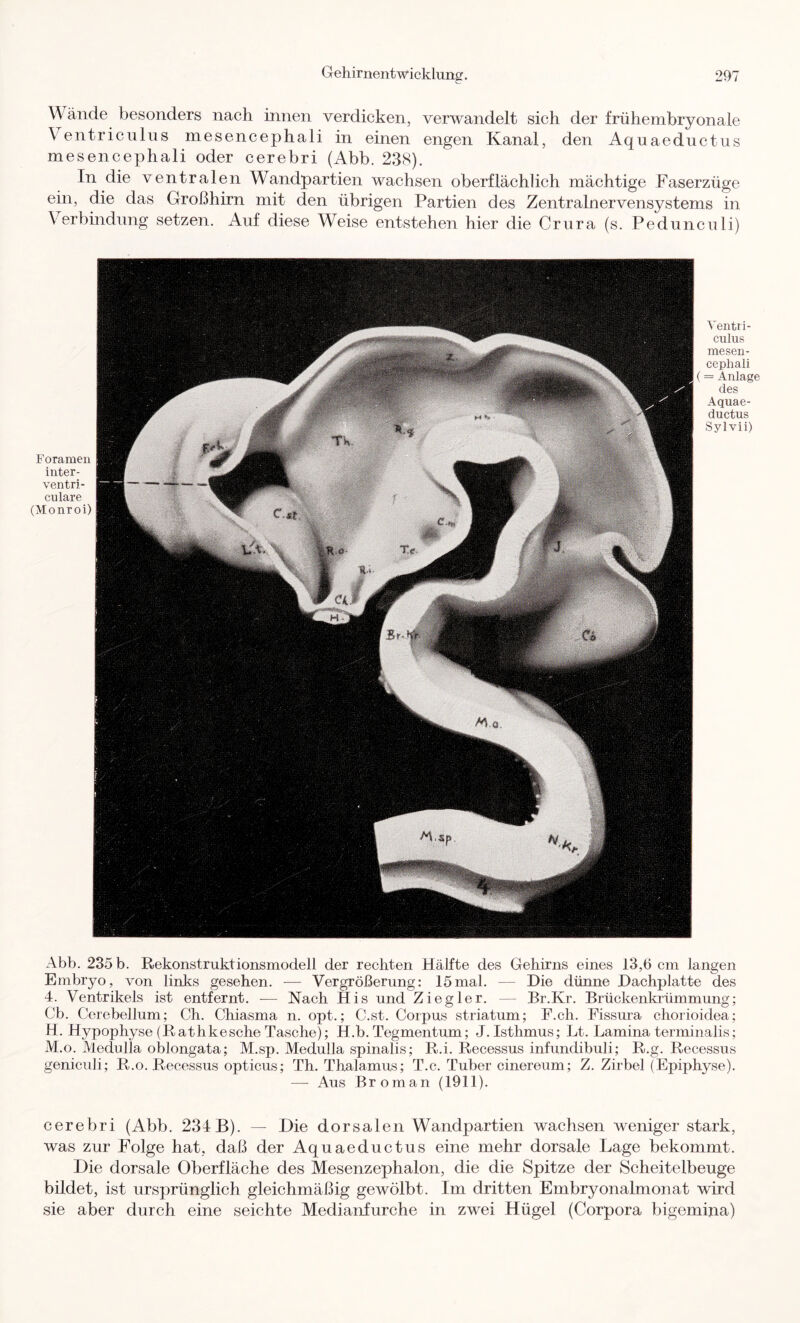 Wände besonders nach innen verdicken, verwandelt sich der frühembryonale Ventriciilus mesencephali in einen engen Kanal, den Aquaeductus mesencephali oder cerebri (Abb. 238). In die ventralen Wandpartien wachsen oberflächlich mächtige Faserzüge ein, die das Großhirn mit den übrigen Partien des Zentralnervensystems in Verbindung setzen. Auf diese Weise entstehen hier die Crura (s. Pedunculi) Foramen inter- ventri- culare (Monroi) Ventii- culus meseu- cephali (= Anlage des Aquae- ductus Sylvii) Abb. 235 b. Rekonstruktionsmodell der rechten Hälfte des Gehirns eines 13,6 cm langen Embryo, von links gesehen. — Vergrößerung: 15mal. — Die dünne Dachplatte des 4. Ventrikels ist entfernt. — Nach His und Ziegler. — Br.Kr. Brückenkiümmimg; Cb. Cerebellum; Ch. Chiasma n. opt.; C.st. Corpus striatum; F.ch. Fissura chorioidea; H. Hypophyse (Rathkesche Tasche); H.b. Tegmentum; J. Isthmus; Lt. Lamina termiiialis; M.o. Medulla oblongata; M.sp. Medulla spinalis; R.i. Recessus infundibuli; R.g. Recessus geniculi; R.o. Recessus opticus; Th. Thalamus; T.c. Tuber cinereum; Z. Zirbel (Epiphyse). — Aus Broman (1911). cerebri (Abb. 234B). — Die dorsalen Wandpartien wachsen weniger stark, was zur Folge hat, daß der Aquaeductus eine mehr dorsale Lage bekommt. Die dorsale Oberfläche des Mesenzephalon, die die Spitze der Scheitelbeuge bildet, ist ursprünglich gleichmäßig gewölbt. Im dritten Embryonalmonat wird sie aber durch eine seichte Medianfurche in zwei Hügel (Corpora bigemina)