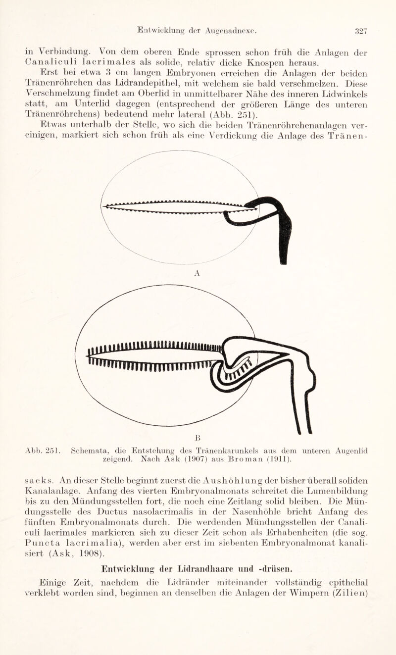 in Verbindung. Von dem oberen Ende sprossen schon früh die Anlagen der Canaliculi lacrimales als solide, relativ dicke Knospen heraus. Erst bei etwa 3 cm langen Embryonen erreichen die Anlagen der beiden Tränenröhrchen das Lidrandepithel, mit welchem sie bald verschmelzen. Diese Verschmelzung findet am Oberlid in unmittelbarer Nähe des inneren Lidwinkels statt, am Unterlid dagegen (entsprechend der größeren Länge des unteren Tränenröhrchens) bedeutend mehr lateral (Abb. 251). Etwas unterhalb der Stelle, wo sich die beiden Tränenröhrchenanlagen ver- einigen, markiert sich schon früh als eine Verdickung die Anlage des Tränen- A Abb. 251, Schemata, die Entstehung des Tränenkarunkels aus dem unteren Augenlid zeigend. Nach Ask (1907) aus Bronian (1911). sacks. An dieser Stelle beginnt zuerst die A ushöhlung der bisher überall soliden Kanalanlage. Anfang des vierten Embryonalmonats schreitet die Lumenbildung bis zu den Mündungsstellen fort, die noch eine Zeitlang solid bleiben. Die Mün- dungsstelle des Ductus nasolacrimalis in der Nasenhöhle bricht Anfang des fünften Embryonalmonats durch. Die werdenden Mündungsstellen der Canali- culi lacrimales markieren sich zu dieser Zeit schon als Erhabenheiten (die sog. Puncta lacrimalia), werden aber erst im siebenten Embryonalmonat kanali- siert (Ask, 1908). Entwicklung der Lidrandhaare und -drüsen. Einige Zeit, nachdem die Lidränder miteinander vollständig epithelial verklebt worden sind, beginnen an denselben die Anlagen der Wimpern (Zilien)