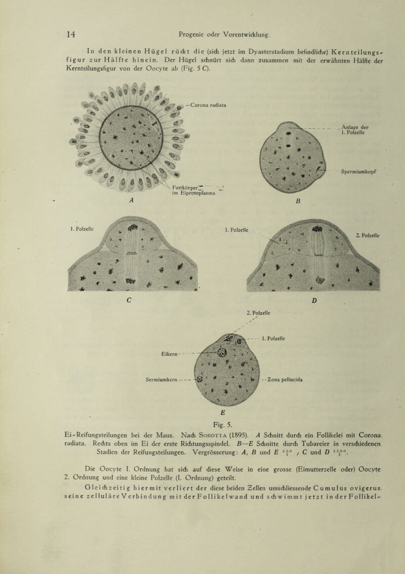 In den kleinen Hügel rückt die (sich jetzt im Dyasterstadium befindliche) Kern teilungs^ figur zur Hälfte hinein. Der Hügel schnürt sich dann zusammen mit der erwähnten Hälfte der Kernteilungsfigur von der Oocyte ab (Fig. 5 C). Ei = Reifungsteilungen bei der Maus. Nach Sobotta (1895). A Schnitt durch ein Follikelei mit Corona radiata. Rechts oben im Ei der erste Richtungsspindel. B—E Schnitte durch Tubareier in verschiedenen Stadien der Reifungsteilungen. Vergrösserung: A, B und E 0 / C und D 1S100. Die Oocyte I. Ordnung hat sich auf diese Weise in eine grosse (Eimutterzelle oder) Oocyte Z. Ordnung und eine kleine Polzelle (I. Ordnung) geteilt. Gleichzeitig hiermit verliert der diese beiden Zellen umschliessende Cumulus ovigerus. seine zelluläre Verbindung mit der Follikelwand und schwimmt jetzt in der Follikel =-