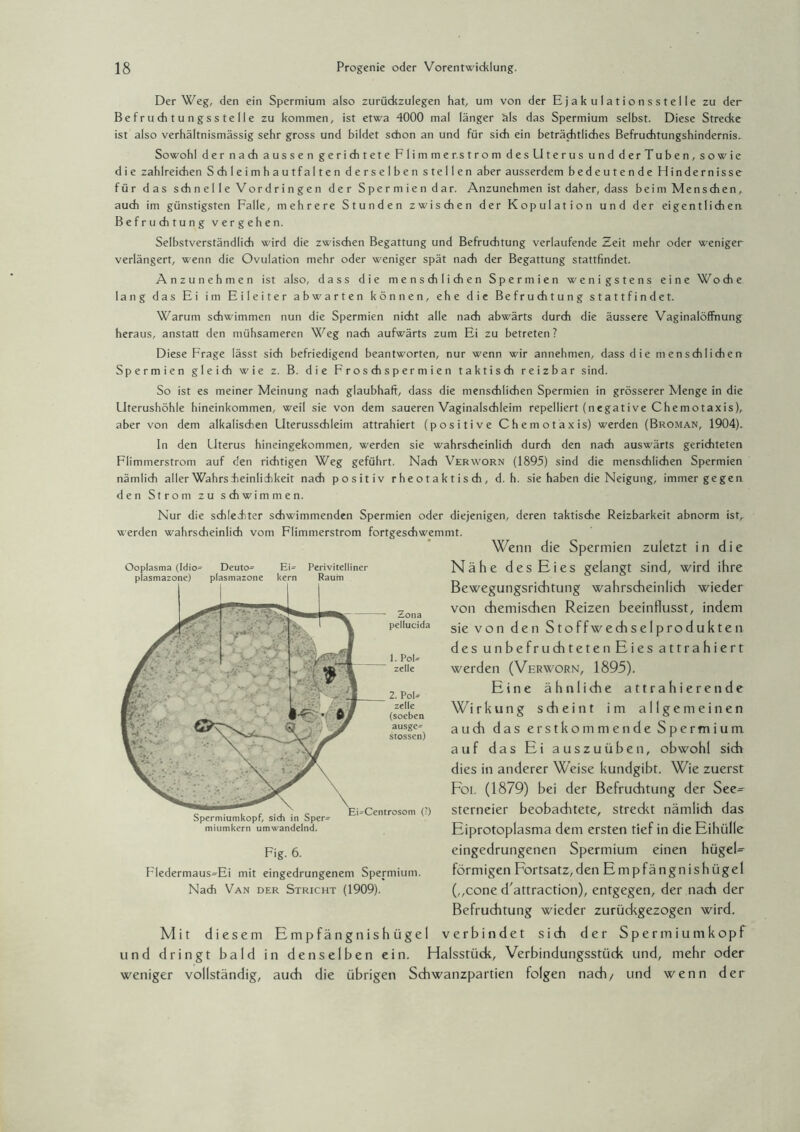 Der Weg, den ein Spermium also zurückzulegen hat, um von der Ejakulationsstelle zu der Befruchtungsstelle zu kommen, ist etwa 4000 mal länger äls das Spermium selbst. Diese Strecke ist also verhältnismässig sehr gross und bildet schon an und für sich ein beträchtliches Befruchtungshindernis. Sowohl der nach aussen gerichtete Flimmerstrom desllterus und derTuben, sowie d i e zahlreichen Schleim hautfalten derselben stellen aber ausserdem bedeutende Hindernisse für das schnelle Vordringen der Spermien dar. Anzunehmen ist daher, dass beim Menschen, auch im günstigsten Falle, mehrere Stunden zwischen der Kopulation und der eigentlichen Befruchtung vergehen. Selbstverständlich wird die zwischen Begattung und Befruchtung verlaufende Zeit mehr oder weniger verlängert, wenn die Ovulation mehr oder weniger spät nach der Begattung stattfindet. Anzunehmen ist also, dass die menschlichen Spermien wenigstens eine Woche lang das Ei im Eileiter abwarten können, ehe die Befruchtung stattfindet. Warum schwimmen nun die Spermien nicht alle nach abwärts durch die äussere Vaginalöffnung heraus, anstatt den mühsameren Weg nach aufwärts zum Ei zu betreten? Diese Frage lässt sich befriedigend beantworten, nur wenn wir annehmen, dass die menschlichen Spermien gleich wie z. B. die F r o s di s p e r m i e n taktisch reizbar sind. So ist es meiner Meinung nach glaubhaft, dass die menschlichen Spermien in grösserer Menge in die LIterushöhle hineinkommen, weil sie von dem saueren Vaginalschleim repeliiert (negative Chemotaxis), aber von dem alkalischen Uterusschleim attrahiert (positive Chemotaxis) werden (Broman, 1904). In den Uterus hineingekommen, werden sie wahrscheinlich durch den nach auswärts gerichteten Flimmerstrom auf den richtigen Weg geführt. Nach Verworn (1895) sind die menschlichen Spermien nämlich aller Wahrs heinlidikeit nach positiv r he o t a k t i s ch , d. h. sie haben die Neigung, immergegen den Strom zu schwimmen. Nur die schlechter schwimmenden Spermien oder diejenigen, deren taktische Reizbarkeit abnorm ist, werden wahrscheinlich vom Flimmerstrom fortgeschwemmt. Wenn die Spermien zuletzt in die Ooplasma (Idio= plasmazone) Deuto- plasmazone Zona pellucida Nähe des Eies gelangt sind, wird ihre Bewegungsrichtung wahrscheinlich wieder von chemischen Reizen beeinflusst, indem sie von den Stoffwechselprodukten des unbefruchtetenEies attrahiert werden (Verworn, 1895). Eine ähnliche attrahierende Wirkung scheint im allgemeinen auch das erst ko in men de Spermium auf das Ei auszuüben, obwohl sich dies in anderer Weise kundgibt. Wie zuerst Fol (1879) bei der Befruchtung der See= sterneier beobaditete, streckt nämlich das Eiprotoplasma dem ersten tief in die Eihülle eingedrungenen Spermium einen hügel¬ förmigen Fortsatz,den Empfängnishügel (,,cone d'attraction), entgegen, der nach der Befruchtung wieder zurüdegezogen wird. Mit diesem Empfängnishügel verbindet sich der Spermiumkopf und dringt bald in denselben ein. Halsstück, Verbindungsstück und, mehr oder weniger vollständig, auch die übrigen Schwanzpartien folgen nach/ und wenn der Ei- Perivitelliner Raum kern 1. Pol zelle 2. Po -- zelle (soeben ausge^ stossen) Spermiumkopf/ sich in Sper- miumkern umwandelnd. Fig. 6. Fledermaus=Ei mit eingedrungenem Spermium. Nach Van der Stricht (1909).