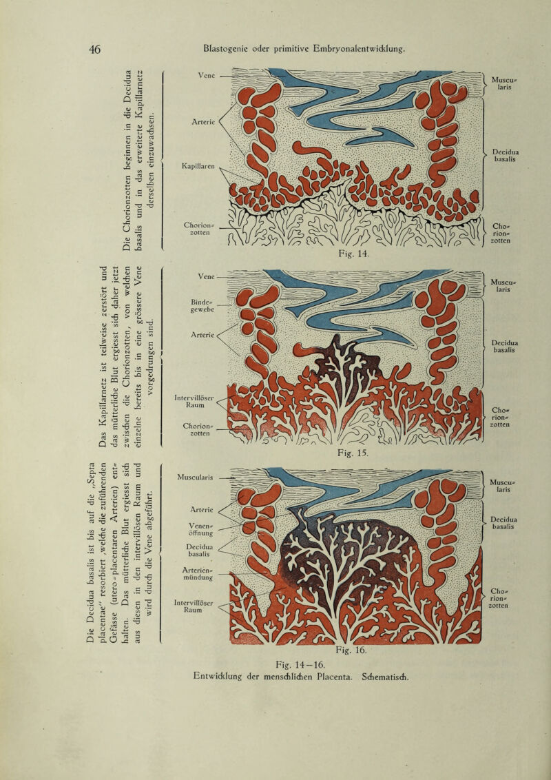 Die Decidua basalis ist bis auf die „Septa placentae resorbiert ,weldie die zuführenden Das Kapillarnetz ist teilweise zerstört und Gefässe (utero = placentaren Arterien) ent= das mütterlidie Blut ergiesst sich daher jetzt halten. Das mütterlidie Blut ergiesst sich zwischen die Ghorionzotten, von welchen Die Chorionzotten beginnen in die Decidua N c u 03 Cu 03 t; -6 11 G 3 w c/j 03 vQ Vene Arterie Kapillaren Chorion¬ zotten Muscu- laris Decidua basalis Cho¬ rion¬ zotten > u CJ c/5 00 u c tj G G C/5 C V bo c 3 C5 00 5- X) V bQ u O > ) JG (J N .5 G 3 £ 3 03 e c/5 > u. C £ 09 3 n Muscu- laris Decidua basalis Cho» rion- zotten Vene Binder gewebe Arterie Intervidöser Raum Chorion¬ zotten Fig. 15. Muscularis Arterie Venen^ Öffnung Decidua basalis Arterien¬ mündung Intervillöser Raum Museum laris Decidua basalis Cho= rion= zotten Fig. 14-16. Entwiddung der menschlichen Placenta. Schematisch.