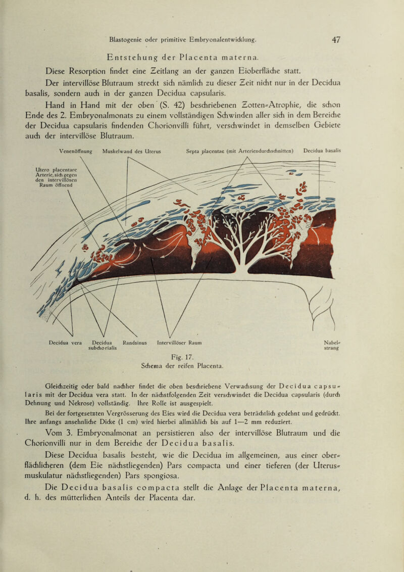 Entstehung der Placenta materna. Diese Resorption findet eine Zeitlang an der ganzen Eioberfläche statt. Der intervillöse Blutraum streckt sich nämlich zu dieser Zeit nicht nur in der Decidua basalis, sondern auch in der ganzen Decidua capsularis. Hand in Hand mit der oben (S. 42) beschriebenen Zotten^Atrophie, die schon Ende des 2. Embryonalmonats zu einem vollständigen Schwinden aller sich in dem Bereiche der Decidua capsularis findenden Chorionvilli führt, verschwindet in demselben Gebiete auch der intervillöse Blutraum. Venenöffnung Muskelwand des Uterus Septa placentae (mit Arteriendurdrsdinitten) Decidua basalis Utero placentare Arterie, sich gegen den intervillösen Raum öffnend Decidua vera Decidua Randsinus Intervillöser Raum Nabeln subchorialis sträng Fig. 17. Schema der reifen Placenta. Gleichzeitig oder bald nachher findet die oben beschriebene Verwachsung der Decidua capsu« laris mit der Decidua vera statt. In der nächstfolgenden Zeit verschwindet die Decidua capsularis (durch Dehnung und Nekrose) vollständig. Ihre Rolle ist ausgespielt. Bei der fortgesetzten Vergrösserung des Eies wird die Decidua vera beträcht lieh gedehnt und gedrückt. Ihre anfangs ansehnliche Dicke (1 cm) wird hierbei allmählich bis auf 1—2 mm reduziert. Vom 3. Embryonalmonat an persistieren also der intervillöse Blutraum und die Chorionvilli nur in dem Bereiche der Decidua basalis. Diese Decidua basalis besteht, wie die Decidua im allgemeinen, aus einer ober= flächlicheren (dem Eie nächstliegenden) Pars compacta und einer tieferen (der Uterus^ muskulatur nächstliegenden) Pars spongiosa. Die Decidua basalis compacta stellt die Anlage der Placenta materna, d. h. des mütterlichen Anteils der Placenta dar.