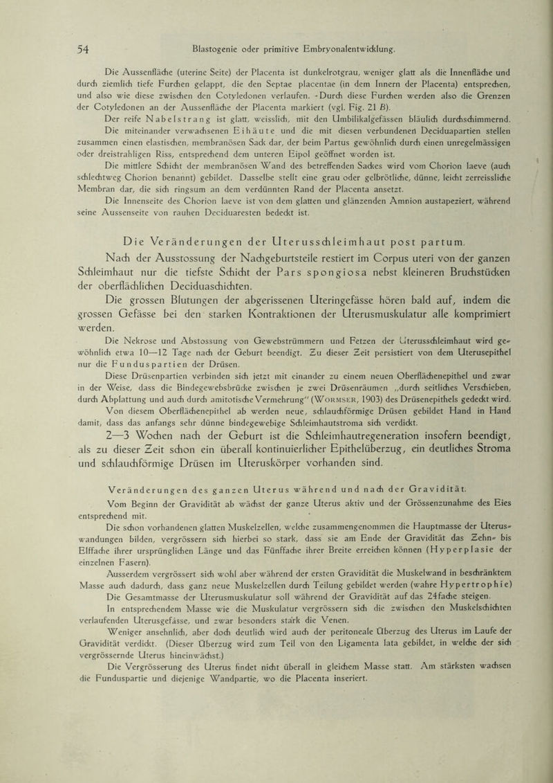 Die Aussenfläche (uterine Seite) der Placenta ist dunkelrotgrau, weniger glatt als die Innenfläche und durch ziemlich tiefe Furchen gelappt, die den Septae placentae (in dem Innern der Placenta) entsprechen, und also wie diese zwischen den Cotyledonen verlaufen. -Durch diese Furchen werden also die Grenzen der Cotyledonen an der Aussenfläche der Placenta markiert (vgl. Fig. 21 B). Der reife Nabelstrang ist glatt, weisslich, mit den Umbilikalgefässen bläulich durchschimmernd. Die miteinander verwachsenen Eihäute und die mit diesen verbundenen Deciduapartien stellen zusammen einen elastischen, membranösen Sadc dar, der beim Partus gewöhnlich durch einen unregelmässigen oder dreistrahligen Riss, entsprechend dem unteren Eipol geöffnet worden ist. Die mittlere Schicht der membranösen Wand des betreffenden Sackes wird vom Chorion laeve (auch schlechtweg Chorion benannt) gebildet. Dasselbe stellt eine grau oder gelbrötliche, dünne, leicht zerreissliche Membran dar, die sich ringsum an dem verdünnten Rand der Placenta ansetzt. Die Innenseite des Chorion laeve ist von dem glatten und glänzenden Amnion austapeziert, während seine Aussenseite von rauhen Deciduaresten bedeckt ist. Die Veränderungen der Uterusschleimhaut post partum. Nach der Ausstossung der Nadigeburtsteile restiert im Corpus Uteri von der ganzen Schleimhaut nur die tiefste Schicht der Pars spongiosa nebst kleineren Bruchstücken der oberflächlichen Deciduaschichten. Die grossen Blutungen der abgerissenen Uteringefässe hören bald auf, indem die grossen Gefässe bei den starken Kontraktionen der Uterusmuskulatur alle komprimiert werden. Die Nekrose und Abstossung von Gewebstrümmern und Fetzen der Uterusschleimhaut wird ge= wohnlich etwa 10—-12 Tage nach der Geburt beendigt. Zu dieser Zeit persistiert von dem Uterusepithel nur die Funduspartien der Drüsen. Diese Drüsenpartien verbinden sich jetzt mit einander zu einem neuen Oberflächenepithel und zwar in der Weise, dass die Bindegewebsbrüdce zwischen je zwei Drüsenräumen „durch seitliches Verschieben, durch Abplattung und auch durch amitotische Vermehrung (Wormser, 1903) des Drüsenepithels gedeckt wird. Von diesem Oberflächenepithel ab werden neue, schlauchförmige Drüsen gebildet Hand in Hand damit, dass das anfangs sehr dünne bindegewebige Schleimhautstroma sich verdickt. 2—3 Wodien nach der Geburt ist die Schleimhautregeneration insofern beendigt, als zu dieser Zeit schon ein überall kontinuierlicher Epithelüberzug, ein deutliches Stroma und schlauchförmige Drüsen im Uteruskörper vorhanden sind. Veränderungen des ganzen Uterus während und nach der Gravidität. Vom Beginn der Gravidität ab wächst der ganze Uterus aktiv und der Grössenzunahme des Eies entsprechend mit. Die schon vorhandenen glatten Muskelzellen, welche zusammengenommen die Hauptmasse der Uterus^ Wandungen bilden, vergrössern sich hierbei so stark, dass sie am Ende der Gravidität das zzehn= bis Elffache ihrer ursprünglichen Länge und das Fünffache ihrer Breite erreichen können (Hyperplasie der einzelnen Fasern). Ausserdem vergrössert sich wohl aber während der ersten Gravidität die Muskelwand in beschränktem Masse auch dadurch, dass ganz neue Muskelzellen durch Teilung gebildet werden (wahre Hypertrophie) Die Gesamtmasse der Uterusmuskulatur soll während der Gravidität auf das 24 fache steigen. In entsprechendem Masse wie die Muskulatur vergrössern sich die zwischen den Muskelschichten verlaufenden LIterusgefässe, und zwar besonders stärk die Venen. Weniger ansehnlich, aber doch deutlich wird auch der peritoneale Überzug des Uterus im Laufe der Gravidität verdickt. (Dieser Überzug wird zum Teil von den Ligamenta lata gebildet, in welche der sich vergrössernde Uterus hineinwächst.) Die Vergrösserung des Uterus findet nicht überall in gleichem Masse statt. Am stärksten wachsen die Funduspartie und diejenige Wandpartie, wo die Placenta inseriert.
