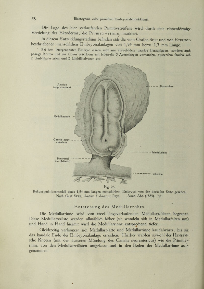 Die Lage des hier verlaufenden Primitivstreifens wird durch eine rinnenförmige Vertiefung des Ektoderms, die Primitivrinne, markiert. In diesem Entwicklungsstadium befinden sich die vom Grafen Spee und von Eternod beschriebenen menschlichen Embryonalanlagen von 1,54 mm bezw. 1,3 mm Länge. Bei dem letztgenannten Embryo waren nicht nur ausgebildete paarige Herzanlagen, sondern auch paarige Aorten und ein Conus arteriosus mit jederseits 3 Aortenbogen vorhanden,- ausserdem fanden sich 2 Umbilikalarterien und 2 Umbilikalvenen etc. Medullarrinne Canalis neur- _ entericus Bauchstiel '— (= Haftstiel) -Primitivrinne Chorion Fig. 26. Rekonstruktionsmodell eines 1,54 mm langen menschlichen Embryos, von der dorsalen Seite gesehen. Nadi Graf Spee, Archiv, f. Anat. u. Phys. — Anat. Abt. (1889). 4T°. Amnion (abgeschnitten) Entstehung des Medullarrohrs. Die Medullarrinne wird von zwei längsverlaufenden Meduilarwülsten begrenzt. Diese Medullarwiilste werden allmählich höher (sie wandeln sich in Medullarfalten um) und Hand in Hand hiermit wird die Medullarrinne entsprechend tiefer. Gleichzeitig verlängern sich Medullarplatte und Medullarrinne kaudalwärts, bis sie das kaudale Ende der Embryonalanlage erreichen. Hierbei werden sowohl der Hensen= sehe Knoten (mit der äusseren Mündung des Canalis neurentericus) wie die Primitiv^ rinne von den Meduilarwülsten umgefasst und in den Boden der Medullarrinne auf= genommen.