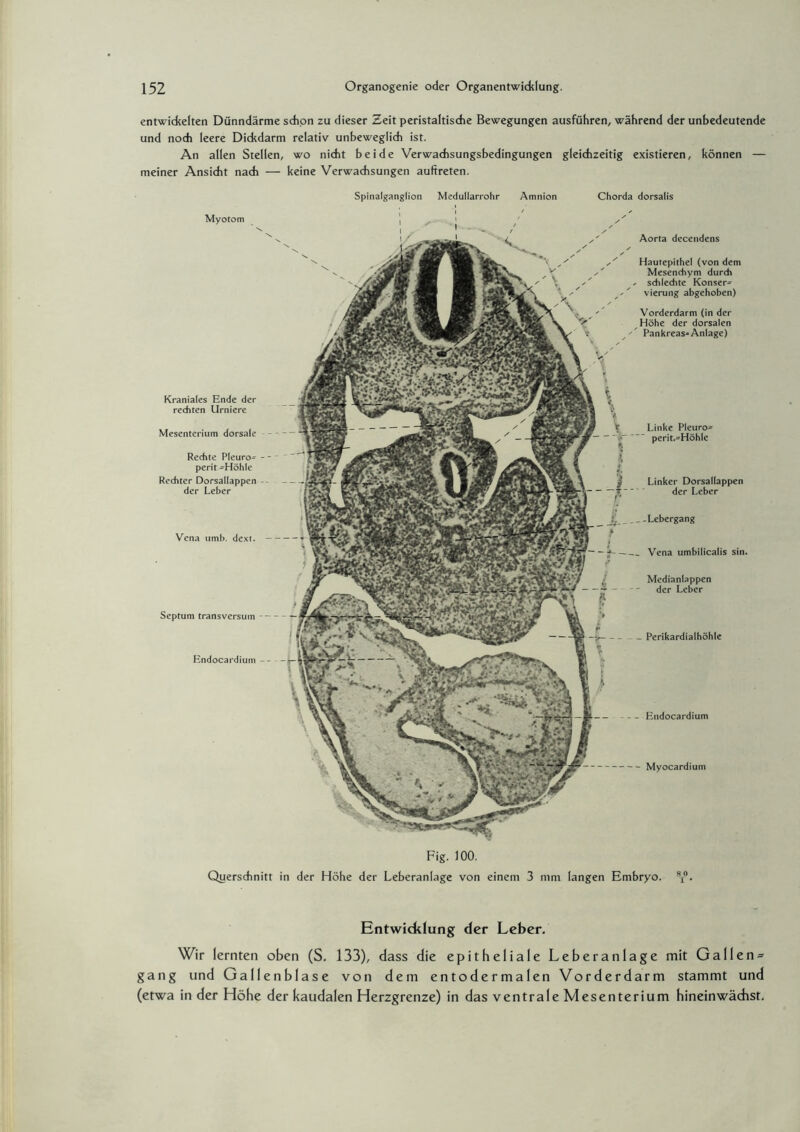 entwickelten Dünndärme schon zu dieser Zeit peristaltische Bewegungen ausführen, während der unbedeutende und noch leere Dickdarm relativ unbeweglich ist. An allen Stellen, wo nicht beide Verwachsungsbedingungen gleichzeitig existieren, können — meiner Ansicht nach — keine Verwachsungen auftreten. Spinalganglion Medullarrohr Amnion Chorda dorsalis Myotom Kraniales Ende der rechten Urniere Mesenterium dorsale Rechte Pleuro- - - perit -Höhle Rechter Dorsallappen -- der Leber Vena umb. dext. — Septum transversum — Bndocardium -- — — Perikardialhöhle - -Endocardium Aorta decendens Hautepithel (von dem Mesendiym durch - schlechte Konser¬ vierung abgehoben) Vorderdarm (in der Höhe der dorsalen Pankreas-Anlage) Linke Pleuro- perit.-Höhle -Lebergang -Vena umbilicalis sin. Medianlappen der Leber Myocardium Fig. 100. Querschnitt in der Höhe der Leberanlage von einem 3 mm langen Embryo. 8i° Entwicklung der Leber. Wir lernten oben (S. 133), dass die epitheliale Leber an läge mit Gallen¬ gang und Gallenblase von dem entodermalen Vorderdarm stammt und (etwa in der Höhe der kaudalen Herzgrenze) in das ventrale Mesenterium hineinwädist.