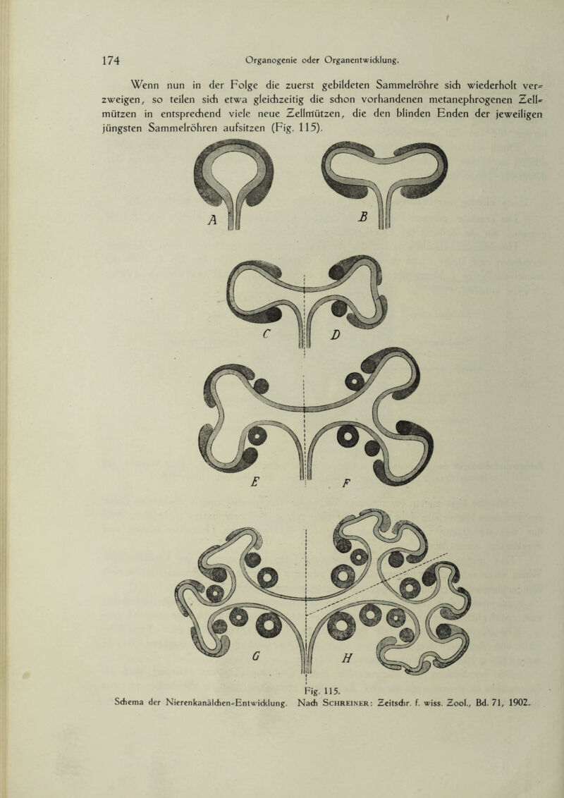 Fig. 115. Schema der NierenkanälcheruEnlwicklung. Nach Schreiner: Zeitsdir. f. wiss. Zool., Bd. 71, 1902. Wenn nun in der Folge die zuerst gebildeten Sammelröhre sich wiederholt ver¬ zweigen, so teilen sich etwa gleichzeitig die schon vorhandenen metanephrogenen ZelF mützen in entsprechend viele neue Zellmützen, die den blinden Enden der jeweiligen jüngsten Sammelröhren aufsitzen (Fig. 115).