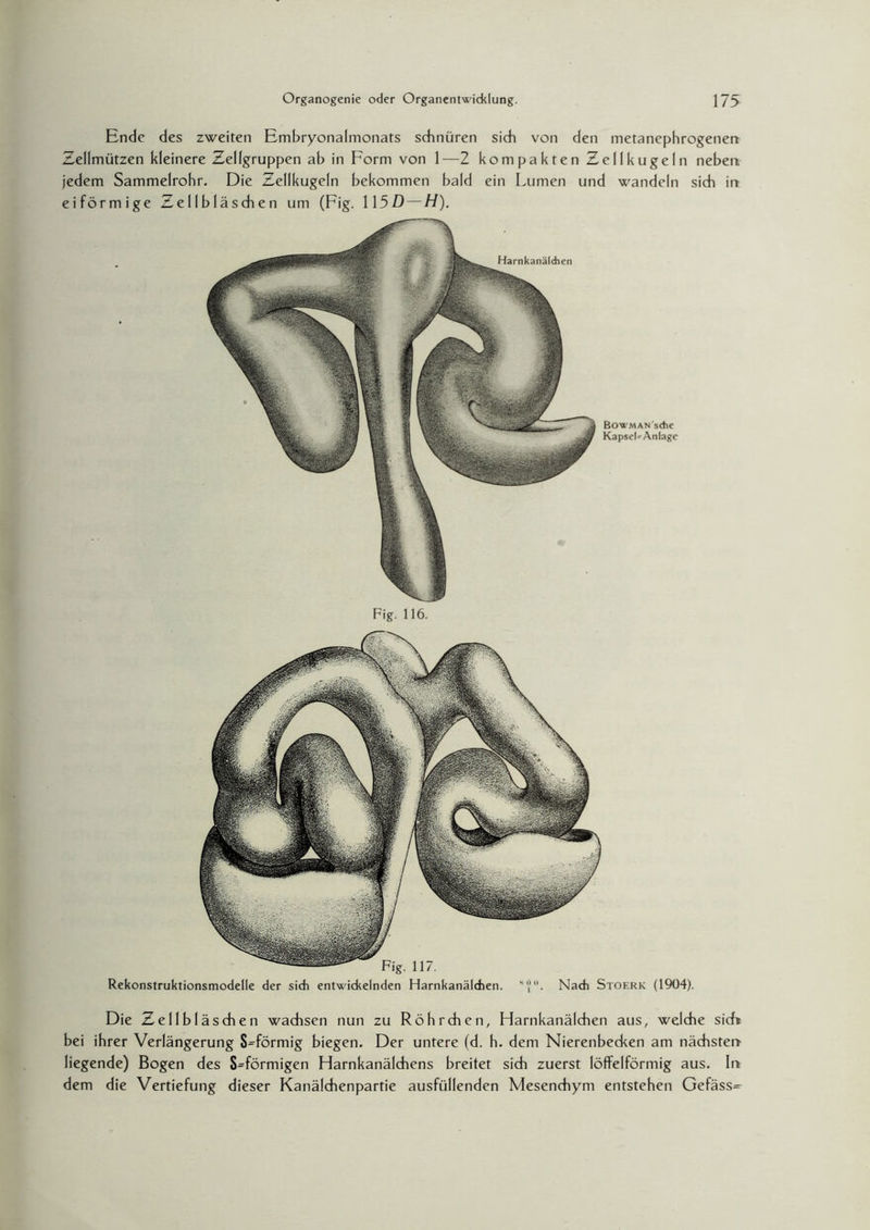 Ende des zweiten Embryonalmonats schnüren sich von den metanephrogenen Zellmützen kleinere Zellgruppen ab in Form von 1—2 kompakten Zellkugeln neben jedem Sammelrohr. Die Zellkugeln bekommen bald ein Lumen und wandeln sich in eiförmige Zellbläschen um (Fig. 115/) — //). Fig. 116. Harnkanäldten BowMAN'sdie Kapsel-Anlage Rekonstruktionsmodelle der sidi entwickelnden Harnkanälchen. sll’. Nach Stoerk (1904). Die Zellbläschen wachsen nun zu Röhrchen, Harnkanälchen aus, welche sich bei ihrer Verlängerung S-förmig biegen. Der untere (d. h. dem Nierenbecken am nächsten liegende) Bogen des S=förmigen Harnkanälchens breitet sich zuerst löffelförmig aus. In dem die Vertiefung dieser Kanälchenpartie ausfüllenden Mesenchym entstehen Gefäss-
