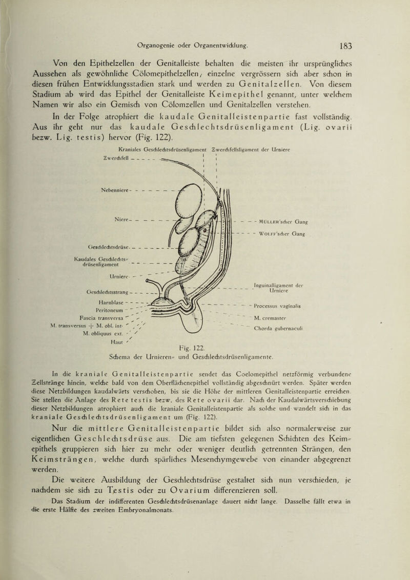 Von den Epithelzellen der Genitalleiste behalten die meisten ihr ursprüngliches Aussehen als gewöhnliche Cölomepithelzellen ,• einzelne vergrössern sich aber schon in diesen frühen Entwiddungsstadien stark und werden zu Genitalzellen. Von diesem Stadium ab wird das Epithel der Genitalleiste Keimepit hei genannt, unter welchem Namen wir also ein Gemisch von Cölomzellen und Genitalzellen verstehen. In der Folge atrophiert die kaudale Genitalleistenpartie fast vollständig. Aus ihr geht nur das kaudale Geschlechtsdrüsenligament (Lig. ovarii bezw. Lig. testis) hervor (Fig. 122). Kraniales GesAIechtsdriisenligament ZwerAfellsligament der Urniere Fig. 122. Schema der Urnieren» und Geschleditsdriisenligamente. In die kraniale Genitalleisten partie sendet das Coelomepithel netzförmig verbundene Zellstränge hinein, welche bald von dem Oberflächenepithel vollständig abgeschnürt werden. Später werden diese Netzbildungen kaudalwärts verschoben, bis sie die Höhe der mittleren Genitalleistenpartie erreichen Sie stellen die Anlage des Rete testis bezw. des Rete ovarii dar. Nach der Kaudalwärtsverschiebung dieser Netzbildungen atrophiert auch die kraniale Genitalleistenpartie als solche und wandelt sich in das kraniale Geschlechtsdrüsenligament um (Fig. 122). Nur die mittlere Genitalleistenpartie bildet sich also normalerweise zur eigentlichen Geschlechtsdrüse aus. Die am tiefsten gelegenen Schichten des Keim= epithels gruppieren sich hier zu mehr oder weniger deutlich getrennten Strängen, den Keimsträngen, welche durch spärliches Mesenchymgewebe von einander abgegrenzt werden. Die weitere Ausbildung der Geschlechtsdrüse gestaltet sich nun verschieden, je nachdem sie sich zu Testis oder zu Ovarium differenzieren soll. Das Stadium der indifferenten Geschlechtsdrüsenanlage dauert nicht lange. Dasselbe fällt etwa in die erste Hälfte des zweiten Embryonalmonats.
