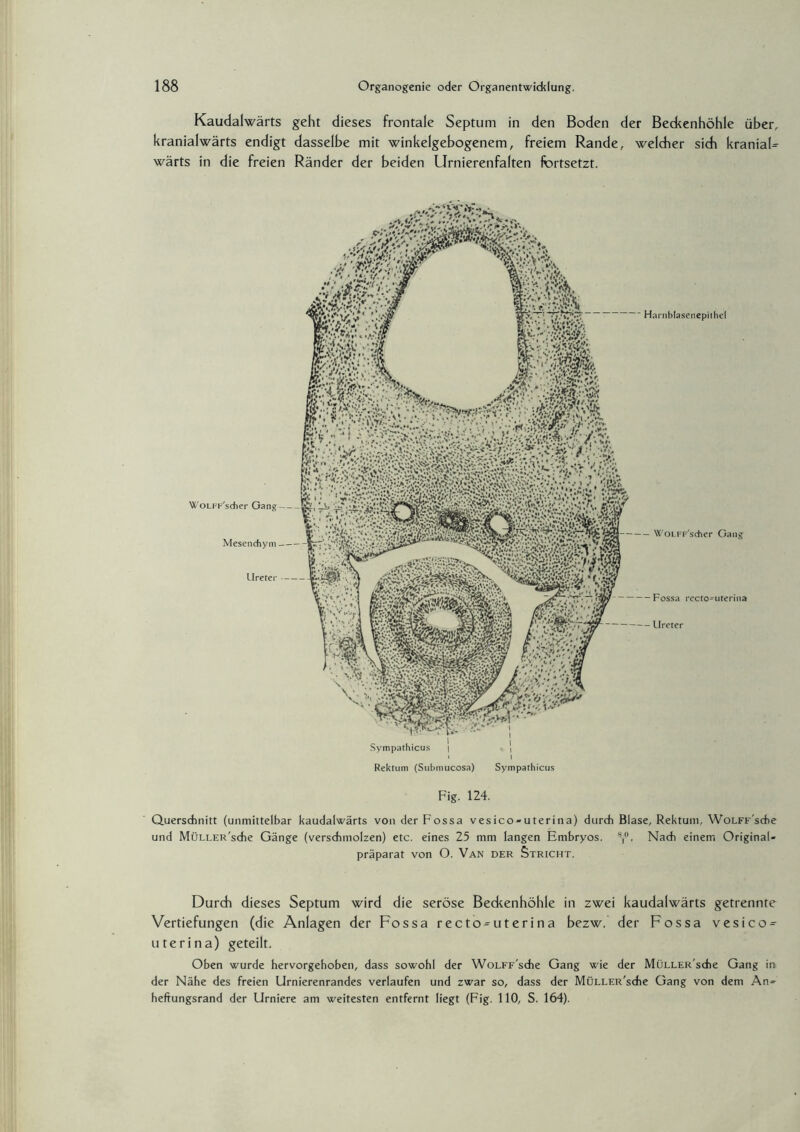 Kaudalwärts geht dieses frontale Septum in den Boden der Beckenhöhle über, kranialwärts endigt dasselbe mit winkelgebogenem, freiem Rande, welcher sich kraniaF wärts in die freien Ränder der beiden Urnierenfalten fortsetzt. Fig. 124. Querschnitt (unmittelbar kaudalwärts von derFossa vesico-uterina) durch Blase, Rektum, WoLFF'sche und MüLLER'sche Gänge (verschmolzen) etc. eines 25 mm langen Embryos. s,°. Nach einem Original¬ präparat von O. Van der Stricht. Durch dieses Septum wird die seröse Beckenhöhle in zwei kaudalwärts getrennte Vertiefungen (die Anlagen der Fossa recto = uterina bezw. der Fossa vesico = uterina) geteilt. Oben wurde hervorgehoben, dass sowohl der WoLFF'sche Gang wie der MüLLER'sche Gang in der Nähe des freien Urnierenrandes verlaufen und zwar so, dass der MüLLER'sche Gang von dem An¬ heftungsrand der Urniere am weitesten entfernt liegt (Fig. 110, S. 164).