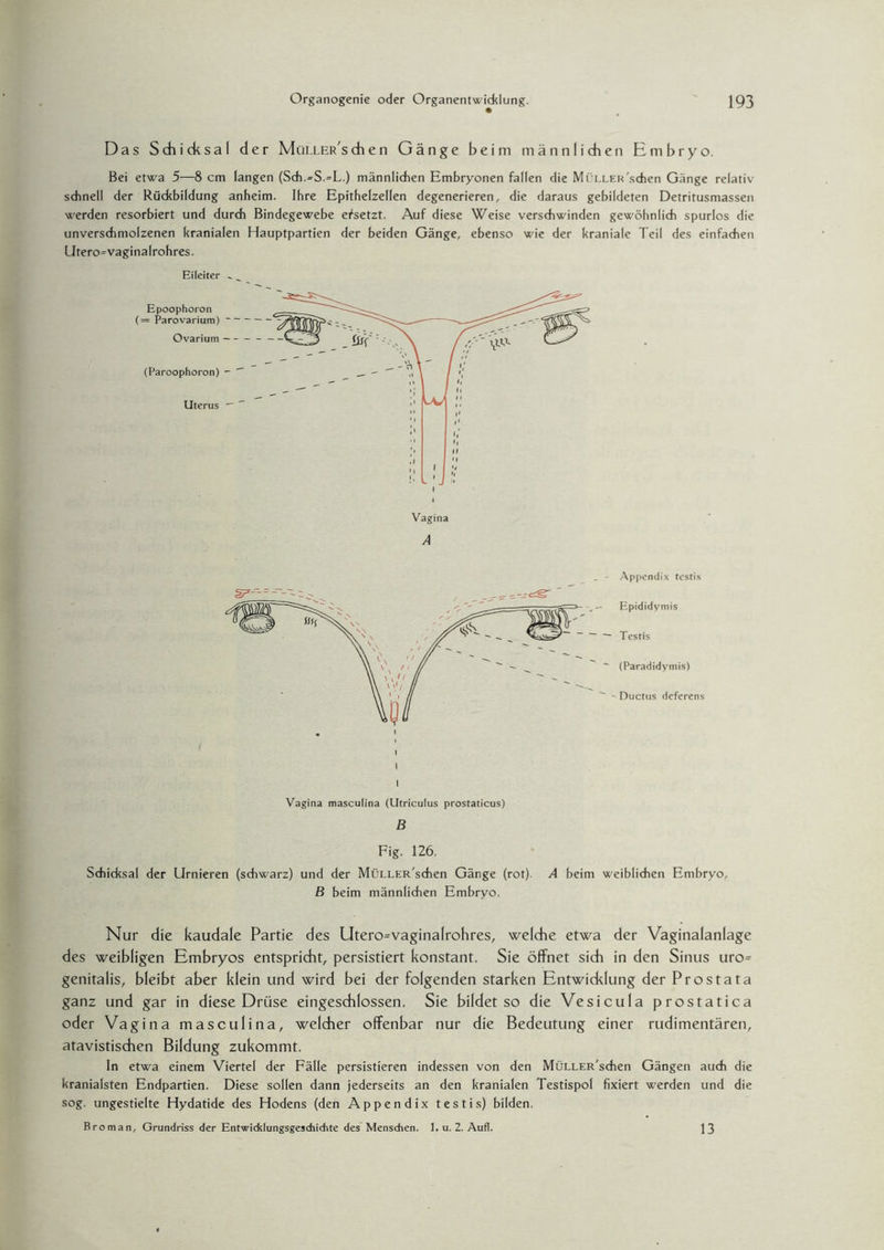 Das Schicksal der MüLLER'schen Gänge beim männlichen Embryo. Bei etwa 5—8 cm langen (Sch.=S.=L.) männlichen Embryonen fallen die Müller'sehen Gänge relativ schnell der Rückbildung anheim. Ihre Epithelzellen degenerieren, die daraus gebildeten Detritusmassen werden resorbiert und durch Bindegewebe ersetzt. Auf diese Weise verschwinden gewöhnlich spurlos die unverschmolzenen kranialen Hauptpartien der beiden Gänge, ebenso wie der kraniale Teil des einfachen Utero^vaginalrohres. Eileiter .. Appendix testis Epididymis Ductus deferens Vagina masculina (Utriculus prostaticus) B Fig. 126. Schicksal der Urnieren (schwarz) und der MüLLER'schen Gänge (rot). A beim weiblichen Embryo, B beim männlichen Embryo. Nur die kaudale Partie des Utero=vaginalrohres, welche etwa der Vaginalanlage des weibligen Embryos entspricht, persistiert konstant. Sie öffnet sich in den Sinus uro= genitalis, bleibt aber klein und wird bei der folgenden starken Entwicklung der Prostata ganz und gar in diese Drüse eingeschlossen. Sie bildet so die Vesicula prostatica oder Vagina masculina, welcher offenbar nur die Bedeutung einer rudimentären, atavistischen Bildung zukommt. In etwa einem Viertel der Fälle persistieren indessen von den MüLLER'schen Gängen auch die kranialsten Endpartien. Diese sollen dann jederseits an den kranialen Testispol fixiert werden und die sog. ungestielte Hydatide des Hodens (den Appendix testis) bilden. Broman, Grundriss der Entwicklungsgeschichte des Menschen. 1. u. 2. Aufl. 13