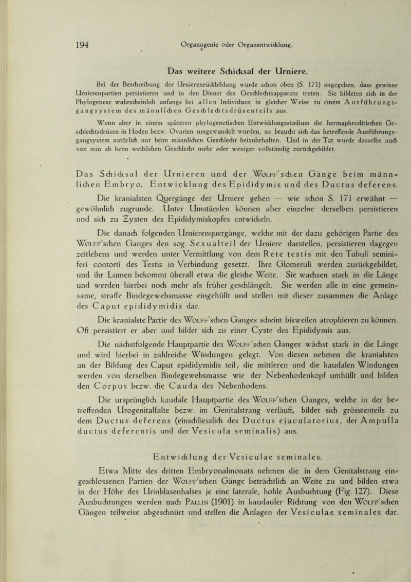 Das weitere Schicksal der Urniere. Bei der Beschreibung der Urnierenrückbildung wurde schon oben (S. 171) angegeben, dass gewisse Urnierenpartien persistieren und in den Dienst des Geschlechtsapparats treten. Sie bildeten sich in der Phylogenese wahrscheinlich anfangs bei allen Individuen in gleicher Weise zu einem Ausführung s- gangsystem des männlichen Geschlechtsdrüsenteils aus. Wenn aber in einem späteren phylogenetischen Entwicklungsstadium die hermaphroditischen Ge- schlechtsdrüsen in Hoden bezw. Ovarien umgewandelt wurden, so braucht sich das betreffende Ausführungs¬ gangsystem natürlich nur beim männlichen Geschlecht beizubehalten. Und in der Tat wurde dasselbe auch von nun ab beim weiblichen Geschlecht mehr oder weniger vollständig zurückgebildet. Das Schicksal der Urnieren und der Wolff'sehen Gänge beim männ¬ lichen Embryo. Entwicklung des Epididymis und des Ductus deferens. Die kranialsten Quergänge der Urniere gehen — wie schon S. 171 erwähnt — gewöhnlich zugrunde. Unter Umständen können aber einzelne derselben persistieren und sich zu Zysten des Epididymiskopfes entwickeln. Die danach folgenden Urnierenquergänge, welche mit der dazu gehörigen Partie des WoLFF'schen Ganges den sog. Sexual teil der Urniere darstellen, persistieren dagegen zeitlebens und werden unter Vermittlung von dem Rete testis mit den Tubuli semini- feri contorti des Testis in Verbindung gesetzt. Ihre Glomeruli werden zurückgebildet, und ihr Lumen bekommt überall etwa die gleiche Weite. Sie wachsen stark in die Länge und werden hierbei noch mehr als früher geschlängelt. Sie werden alle in eine gemein¬ same, straffe Bindegewebsmasse eingehüllt und stellen mit dieser zusammen die Anlage des Caput epididymidis dar. Die kranialste Partie des WoLFF'schen Ganges scheint bisweilen atrophieren zu können. Oft persistiert er aber und bildet sich zu einer Cyste des Epididymis aus. Die nächstfolgende Hauptpartie des WoLFF'schen Ganges wächst stark in die Länge und wird hierbei in zahlreiche Windungen gelegt. Von diesen nehmen die kranialsten an der Bildung des Caput epididymidis teil,- die mittleren und die kaudalen Windungen werden von derselben Bindegewebsmasse wie der Nebenhodenkopf umhüllt und bilden den Corpus bezw. die Cauda des Nebenhodens. Die ursprünglich kaudale Hauptpartie des WoLFF'schen Ganges, welche in der be= treffenden LIrogenitalfalte bezw. im Genitalstrang verläuft, bildet sich grösstenteils zu dem Ductus deferens (einschliesslich des Ductus ejaculatorius, der Ampulla ductus deferentis und der Vesicula seminalis) aus. Entwicklung derVesiculae seminales. Etwa Mitte des dritten Embryonalmonats nehmen die in dem Genitalstrang ein= geschlossenen Partien der WoLFF'schen Gänge beträchtlich an Weite zu und bilden etwa in der Höhe des LIrinblasenhalses je eine laterale, hohle Ausbuchtung (Fig. 127). Diese Ausbuchtungen werden nach Pallin (1901) in kaudauler Richtung von den WoLFF'schen Gängen teilweise abgeschnürt und stellen die Anlagen derVesiculae seminales dar.