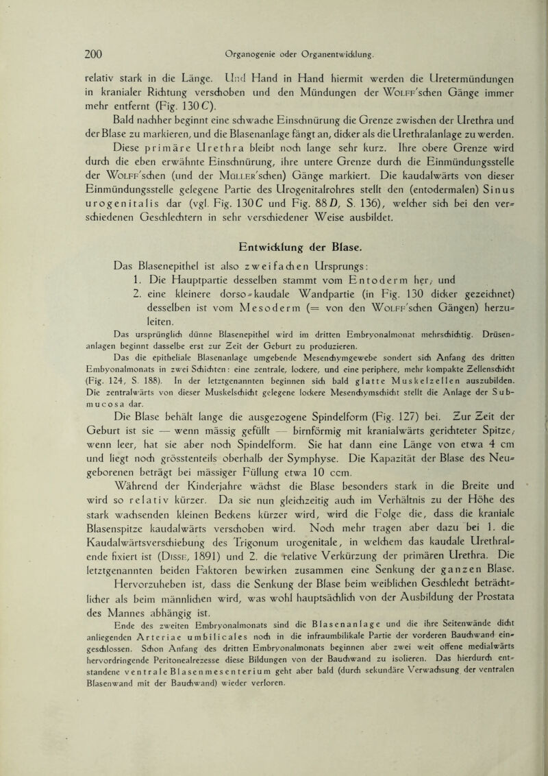 relativ stark in die Länge. Und Hand in Hand hiermit werden die Uretermündungen in kranialer Richtung verschoben und den Mündungen der WoLFF'schen Gänge immer mehr entfernt (Fig. 130 C). Bald nachher beginnt eine schwache Einschnürung die Grenze zwischen der Urethra und der Blase zu markieren, und die Blasenanlage fängt an, dicker als die Urethralanlage zu werden. Diese primäre LIrethra bleibt noch lange sehr kurz. Ihre obere Grenze wird durch die eben erwähnte Einschnürung, ihre untere Grenze durch die Einmündungsstelle der WoLFF'schen (und der MüLLER'schen) Gänge markiert. Die kaudalwärts von dieser Einmündungsstelle gelegene Partie des Urogenitalrohres stellt den (entodermalen) Sinus urogenitalis dar (vgl. Fig. 130C und Fig. 88D, S. 136), welcher sich bei den ver= schiedenen Geschlechtern in sehr verschiedener Weise ausbildet. Entwicklung der Blase. Das Blasenepithel ist also zweifachen LIrsprungs: 1. Die Hauptpartie desselben stammt vom Entoderm her,- und 2. eine kleinere dorso = kaudale Wandpartie (in Fig. 130 dicker gezeichnet) desselben ist vom Mesoderm (— von den WoLFF'schen Gängen) herzu^ leiten. Das ursprünglich dünne Blasenepithel wird im dritten Embryonalmonat mehrschichtig. Drüsen^ anlagen beginnt dasselbe erst zur Zeit der Geburt zu produzieren. Das die epitheliale Blasenanlage umgebende Mesenchymgewebe sondert sich Anfang des dritten Embyonalmonats in zwei Schichten: eine zentrale, lockere, und eine periphere, mehr kompakte Zellenschicht (Fig. 124, S. 188). In der letztgenannten beginnen sich bald glatte Muskelzellen auszubilden. Die zentralwärts von dieser Muskelschicht gelegene lockere Mesenchymschicht stellt die Anlage der Sub- m u c o s a dar. Die Blase behält lange die ausgezogene Spindelform (Fig. 127) bei. Zur Zeit der Geburt ist sie — wenn mässig gefüllt bimförmig mit kranialwärts gerichteter Spitze,- wenn leer, hat sie aber noch Spindelform. Sie hat dann eine Länge von etwa 4 cm und liegt noch grösstenteils oberhalb der Symphyse. Die Kapazität der Blase des Neu= geborenen beträgt bei massiger Füllung etwa 10 ccm. Während der Kinderjahre wächst die Blase besonders stark in die Breite und wird so relativ kürzer. Da sie nun gleichzeitig auch im Verhältnis zu der Höhe des stark wachsenden kleinen Beckens kürzer wird, wird die Folge die, dass die kraniale Blasenspitze kaudalwärts verschoben wird. Noch mehr tragen aber dazu bei 1. die Kaudalwärtsverschiebung des Trigonum urogenitale, in welchem das kaudale LIrethraU ende fixiert ist (Disse, 1891) und 2. die relative Verkürzung der primären Urethra. Die letztgenannten beiden Faktoren bewirken zusammen eine Senkung der ganzen Blase. Hervorzuheben ist, dass die Senkung der Blase beim weiblichen Geschlecht beträcht= liehet als beim männlichen wird, was wohl hauptsächlich von der Ausbildung der Prostata des Mannes abhängig ist. Ende des zweiten Embryonalmonats sind die Blasenanlage und die ihre Seitenwände dicht anliegenden Arteriae umbilicales noch in die infraumbilikale Partie der vorderen Bauchwand ein*» geschlossen. Schon Anfang des dritten Embryonalmonats beginnen aber zwei weit offene medialwärts hervordringende Peritonealrezesse diese Bildungen von der Bauchwand zu isolieren. Das hierdurch ent¬ standene ventrale Blasenmesenterium geht aber bald (durch sekundäre Verwachsung der ventralen Blasenwand mit der Bauchwand) wieder verloren.