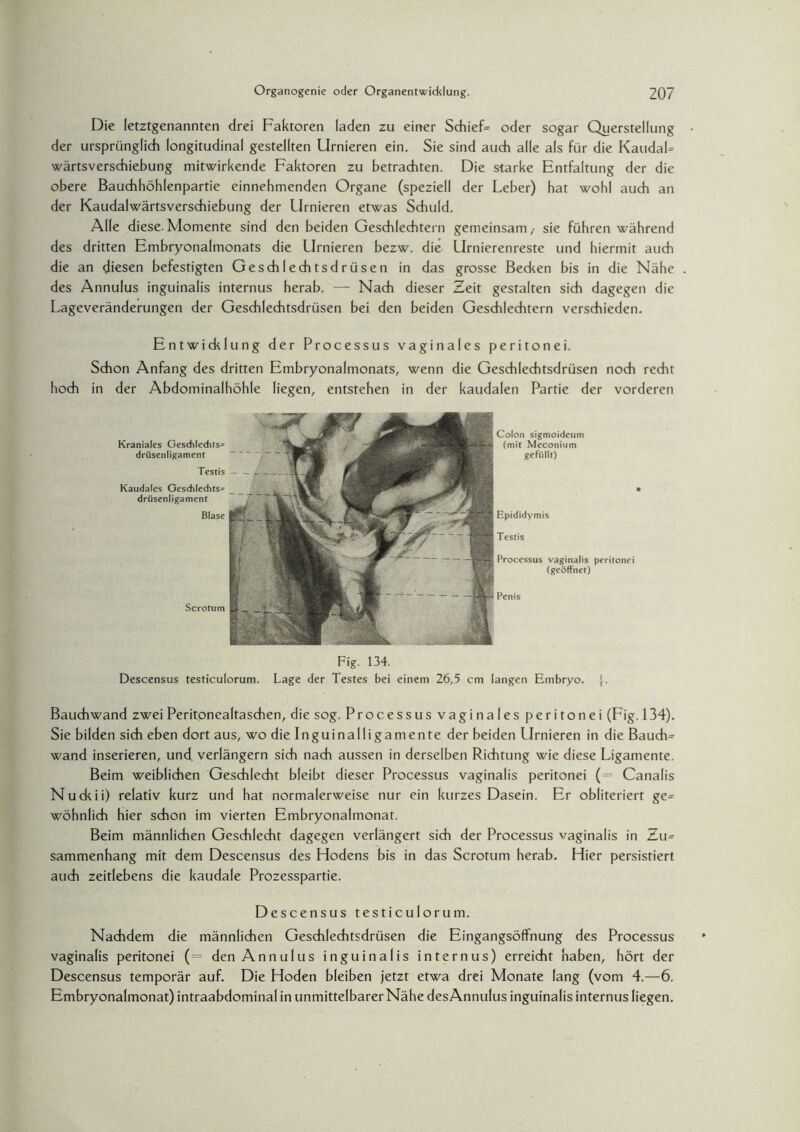Die letztgenannten drei Faktoren laden zu einer Schiefe oder sogar Querstellung der ursprünglich longitudinal gestellten Urnieren ein. Sie sind auch alle als für die KaudaL wärtsverschiebung mitwirkende Faktoren zu betrachten. Die starke Entfaltung der die obere Bauchhöhlenpartie einnehmenden Organe (speziell der Leber) hat wohl auch an der Kaudalwärtsverschiebung der Urnieren etwas Schuld. Alle diese.Momente sind den beiden Geschlechtern gemeinsam,- sie führen während des dritten Embryonalmonats die Urnieren bezw. die Urnierenreste und hiermit auch die an diesen befestigten Geschlechtsdrüsen in das grosse Becken bis in die Nähe des Annulus inguinalis internus herab. — Nach dieser Zeit gestalten sich dagegen die Lageveränderungen der Geschlechtsdrüsen bei den beiden Geschlechtern verschieden. Entwicklung der Processus vaginales peritonei. Schon Anfang des dritten Embryonalmonats, wenn die Geschlechtsdrüsen noch recht hoch in der Abdominalhöhle liegen, entstehen in der kaudalen Partie der vorderen Kraniales Geschlechts^ drüsenligament Testis Kaudales Geschledits- drüsenligament Blase Scrotum Colon sigmoideum (mit Meconium gefüllt) Epididymis Testis Processus vaginalis peritonei (geöffnet) Penis Descensus testiculorum. Fig. 134. Lage der Testes bei einem 26,5 cm langen Embryo. Bauchwand zwei Peritonealtaschen, die sog. Processus vaginales peritonei (Fig. 134). Sie bilden sich eben dort aus, wo die Inguinalligamente der beiden Urnieren in die Bauch= wand inserieren, und. verlängern sich nach aussen in derselben Richtung wie diese Ligamente. Beim weiblichen Geschlecht bleibt dieser Processus vaginalis peritonei (= Canalis Nuckii) relativ kurz und hat normalerweise nur ein kurzes Dasein. Er obliteriert ge= wohnlich hier schon im vierten Embryonalmonat. Beim männlichen Geschlecht dagegen verlängert sich der Processus vaginalis in Zu= sammenhang mit dem Descensus des Hodens bis in das Scrotum herab. Hier persistiert auch zeitlebens die kaudale Prozesspartie. Descensus testiculorum. Nachdem die männlichen Geschlechtsdrüsen die Eingangsöffnung des Processus vaginalis peritonei (= den Annulus inguinalis internus) erreicht haben, hört der Descensus temporär auf. Die Hoden bleiben jetzt etwa drei Monate lang (vom 4.—6. Embryonalmonat) intraabdominal in unmittelbarerNähe desAnnulus inguinalis internus liegen.