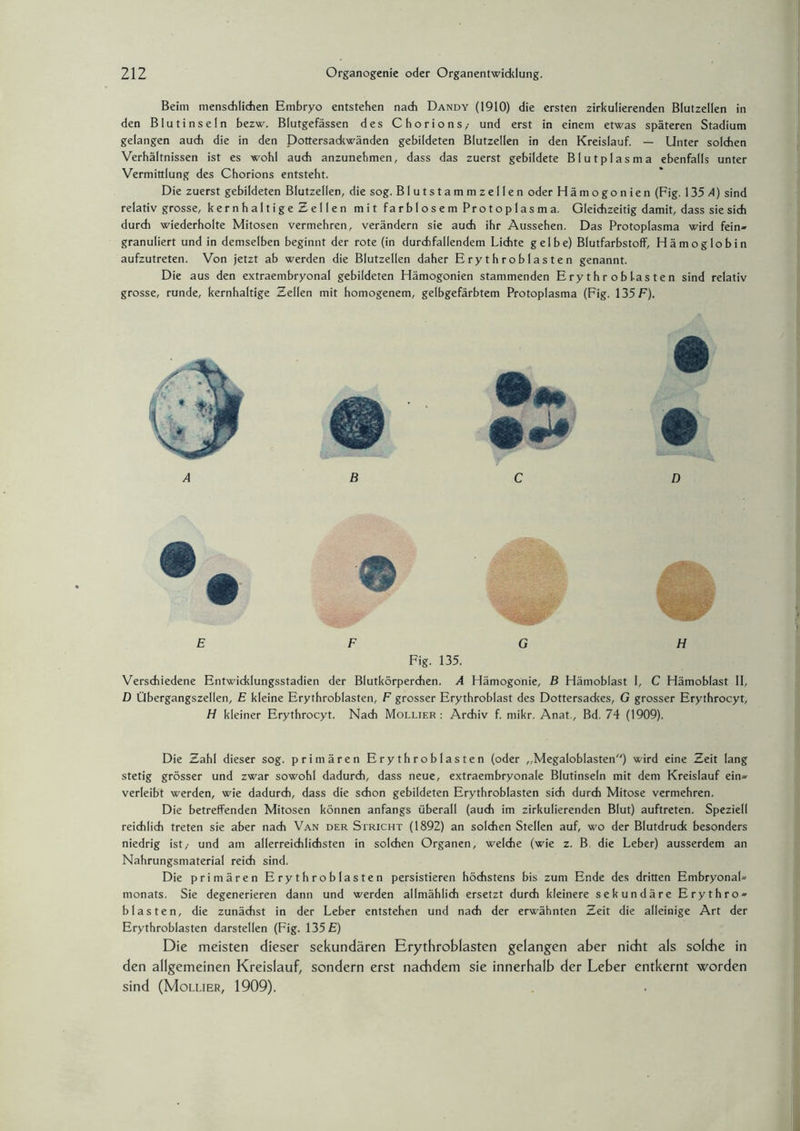 Beim niensdilidien Embryo entstehen nach Dandy (1910) die ersten zirkulierenden Blutzellen in den Blutinseln bezw. Blutgefässen des Chorions,• und erst in einem etwas späteren Stadium gelangen auch die in den Dottersackwänden gebildeten Blutzellen in den Kreislauf. — Unter solchen Verhältnissen ist es wohl auch anzunehmen, dass das zuerst gebildete Blutplasma ebenfalls unter Vermittlung des Chorions entsteht. Die zuerst gebildeten Blutzellen, die sog. Blutstammzellen oder Hämogonien (Fig. 135 A) sind relativ grosse, kernhaltige Zellen mit farblosem Protoplasma. Gleichzeitig damit, dass sie sich durch wiederholte Mitosen vermehren, verändern sie auch ihr Aussehen. Das Protoplasma wird fein» granuliert und in demselben beginnt der rote (in durchfallendem Lichte gelbe) Blutfarbstoff, Hämoglobin aufzutreten. Von jetzt ab werden die Blutzellen daher Erythroblasten genannt. Die aus den extraembryonal gebildeten Hämogonien stammenden Erythroblasten sind relativ grosse, runde, kernhaltige Zellen mit homogenem, gelbgefärbtem Protoplasma (Fig. 135F). E F GH Fig. 135. Verschiedene Entwicklungsstadien der Blutkörperchen. A Hämogonie, B Hämoblast I, C Hämobiast 11, D Übergangszellen, E kleine Erythroblasten, F grosser Erythroblast des Dottersackes, G grosser Erythrocyt, H kleiner Erythrocyt. Nach Mollier : Archiv f. mikr. Anat., Bd. 74 (1909). Die Zahl dieser sog. primären Erythroblasten (oder „Megaloblasten) wird eine Zeit lang stetig grösser und zwar sowohl dadurch, dass neue, extraembryonale Blutinseln mit dem Kreislauf ein» verleibt werden, wie dadurch, dass die schon gebildeten Erythroblasten sich durch Mitose vermehren. Die betreffenden Mitosen können anfangs überall (auch im zirkulierenden Blut) auftreten. Speziell reichlich treten sie aber nach Van der Stricht (1892) an solchen Stellen auf, wo der Blutdruck besonders niedrig ist,- und am allerreichlichsten in solchen Organen, welche (wie z. B. die Leber) ausserdem an Nahrungsmaterial reich sind. Die primären Erythroblasten persistieren höchstens bis zum Ende des dritten Embryonal» monats. Sie degenerieren dann und werden allmählich ersetzt durch kleinere sekundäre Erythro» blasten, die zunächst in der Leber entstehen und nach der erwähnten Zeit die alleinige Art der Erythroblasten darstellen (Fig. 135 E) Die meisten dieser sekundären Erythroblasten gelangen aber nicht als solche in den allgemeinen Kreislauf, sondern erst nachdem sie innerhalb der Leber entkernt worden sind (Mollier, 1909).