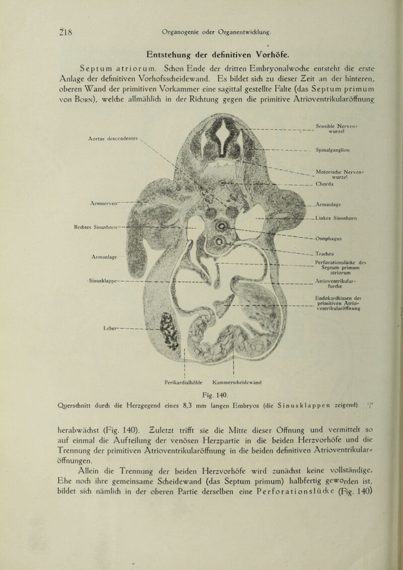 Entstehung der definitiven Vorhöfe. Septum atriorum. Schon Ende der dritten Embryonalwoche entsteht die erste Anlage der definitiven Vorhofsscheidewand. Es bildet sich zu dieser Zeit an der hinteren, oberen Wand der primitiven Vorkammer eine sagittal gestellte Falte (das Septum prim um von Born), welche allmählich in der Richtung gegen die primitive Atrioventrikularöffnung Sensible Ner ven¬ wurzel Spinalganglion Motorische Nerven» wurzel Chorda Aortae descendentes Armnerven Rechtes Sinushorn Armanlage Sinusklappe- Leber- _Armanlage — Linkes Sinushorn —Ösophagus — Trachea Rerforationslücke des Septum primum atriorum Atrioventrikular» furche Endokardkissen der primitiven Atrio» ventrikularöffnung Perikardialhöhle Kammerscheidewänd Fig. 140. Querschnitt durch die Herzgegend eines 8,3 mm langen Embryos (die Sinusklappen zeigend) herabwächst (Fig. 140). Zuletzt trifft sie die Mitte dieser Öffnung und vermittelt so auf einmal die Aufteilung der venösen Herzpartie in die beiden Herzvorhöfe und die Trennung der primitiven Atrioventrikularöffnung in die beiden definitiven Atrioventrikular^ Öffnungen. Allein die Trennung der beiden Herzvorhöfe wird zunächst keine vollständige. Ehe noch ihre gemeinsame Scheidewand (das Septum primum) halbfertig geworden ist, bildet sich nämlich in der oberen Partie derselben eine Perforationslücke (Fig. 140)