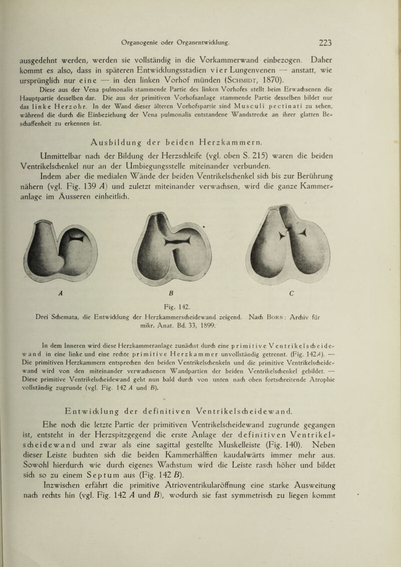 ausgedehnt werden, werden sie vollständig in die Vorkammerwand einbezogen. Daher kommt es also, dass in späteren Entwicklungsstadien v i e r Lungenvenen — anstatt, wie ursprünglich nur eine — in den linken Vorhof münden (Schmidt, 1870). Diese aus der Vena pulmonalis stammende Partie des linken Vorhofes stellt beim Erwachsenen die Hauptpartie desselben dar. Die aus der primitiven Vorhofsanlage stammende Partie desselben bildet nur das linke Herzohr. In der Wand dieser älteren Vorhofsparlie sind Musculi pectinati zu sehen, während die durch die Einbeziehung der Vena pulmonalis entstandene Wandstrecke an ihrer glatten Be= schaffenheit zu erkennen ist. Ausbildung der beiden Herzkammern. Unmittelbar nach der Bildung der Herzschleife (vgl. oben S. 215) waren die beiden Ventrikelschenkel nur an der Umbiegungsstelle miteinander verbunden. Indem aber die medialen Wände der beiden Ventrikelschenkel sich bis zur Berührung nähern (vgl. Fig. 139 A) und zuletzt miteinander verwachsen, wird die ganze Kammer^ anlage im Äusseren einheitlich. A B C Fig. 142. Drei Schemata, die Entwicklung der Herzkammerscheidewand zeigend. Nach Born: Archiv für mikr. Anat. Bd. 33, 1899. In dem Inneren wird diese Herzkammeranlage zunächst durch eine primitive Ventrikelscheide= wand in eine linke und eine rechte primitive Herzkammer unvollständig getrennt. (Fig. 1424). — Die primitiven Herzkammern entsprechen den beiden Ventrikelschenkeln und die primitive Ventrikelscheide= wand wird von den miteinander verwachsenen Wandpartien der beiden Ventrikelschenkel gebildet. — Diese primitive Ventrikelscheidewand geht nun bald durch von unten nach oben fortschreitende Atrophie vollständig zugrunde (vgl. Fig. 142 A und ß). Entwicklung der definitiven Ve n t r i ke 1 s ch e i d e wa n d. Ehe noch die letzte Partie der primitiven Ventrikelscheidewand zugrunde gegangen ist, entsteht in der Herzspitzgegend die erste Anlage der definitiven VentrikeU Scheidewand und zwar als eine sagittal gestellte Muskelleiste (Fig. 140). Neben dieser Leiste buchten sich die beiden Kammerhälften kaudalwärts immer mehr aus. Sowohl hierdurch wie durch eigenes Wachstum wird die Leiste rasch höher und bildet sich so zu einem Septum aus (Fig. 142 ß). Inzwischen erfährt die primitive Atrioventrikularöflfnung eine starke Ausweitung nach rechts hin (vgl. Fig. 142 A und B), wodurch sie fast symmetrisch zu liegen kommt