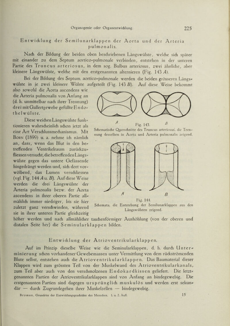 Entwicklung der Semilunar klappen der Aorta und der Arteria pulmonalis. Nach der Bildung der beiden oben beschriebenen Längswülste, welche sich später mit einander zu dem Septum aortico-pulmonale verbinden, entstehen in der unteren Partie des Truncus arteriosus, in dem sog. Bulbus arteriosus, zwei ähnliche, aber kleinere Längswülste, welche mit den erstgenannten alternieren (Fig. 143.4). Bei der Bildung des Septum, aortico-pulmonale werden die beiden grösseren Längs= wülste in je zwei kleinere Wülste aufgeteilt (Fig. 143 B). Auf diese Weise bekommt also sowohl die Aorta ascendens wie die Arteria pulmonalis von Anfang an (d. h. unmittelbar nach ihrer Trennung) drei mit Gallertgewebe gefüllte Endo= t hei wülste. Diese weichen Längswülste funk= tionieren wahrscheinlich schon jetzt als eine Art Verschlussmechanismus. Mit Born (1899) u. a. nehme ich nämlich an, dass, wenn das Blut in den be= treffenden Ventrikelraum zurückzu= fliessen versucht, die betreffenden Längs= wülste gegen das untere Gefässende hingedrängt werden und, sich dort vor= wölbend, das Lumen versdhliessen (vgl. Fig. 144 A u. B). Auf diese Weise werden die drei Längswülste der Arteria pulmonalis bezw. der Aorta ascendens in ihrer oberen Partie all= mählich immer niedriger, bis sie hier zuletzt ganz verschwinden, während sie in ihrer unteren Partie gleichzeitig höher werden und nach allmählicher taschenförmiger Aushöhlung (von der oberen und distalen Seite her) die S eminularklappen bilden. Schematische Querschnitte des Truncus arteriosus, die Tren^ nung desselben in Aorta und Arteria pulmonalis zeigend. Fig. 144. Schemata, die Entstehung der Semilunarklappen aus den Längswülsten zeigend. Entwiddung der Atrioventrikularklappen. Auf im Prinzip dieselbe Weise wie die Seminularklappen, d. h. durch Unter- minierung schon vorhandener Gewebemassen unter Vermittlung von dem rückströmenden Blute selbst, entstehen auch die Atrioventrikularklappen. Das Baumaterial dieser Klappen wird zum grössten Teil von der Muskelwand des Atr io ventrikulär kan als, zum Teil aber auch von den verschmolzenen Endokardkissen geliefert. Die letzte genannten Partien der Atrioventrikularklappen sind von Anfang an bindegewebig. Die erstgenannten Partien sind dagegen ursprünglich muskulös und werden erst sekun= där — durch Zugrundegehen ihrer Muskelzellen — bindegewebig. Broman, Grundriss der Entwicklungsgeschichte des Menschen. 1. u. 2. Aufl. 15