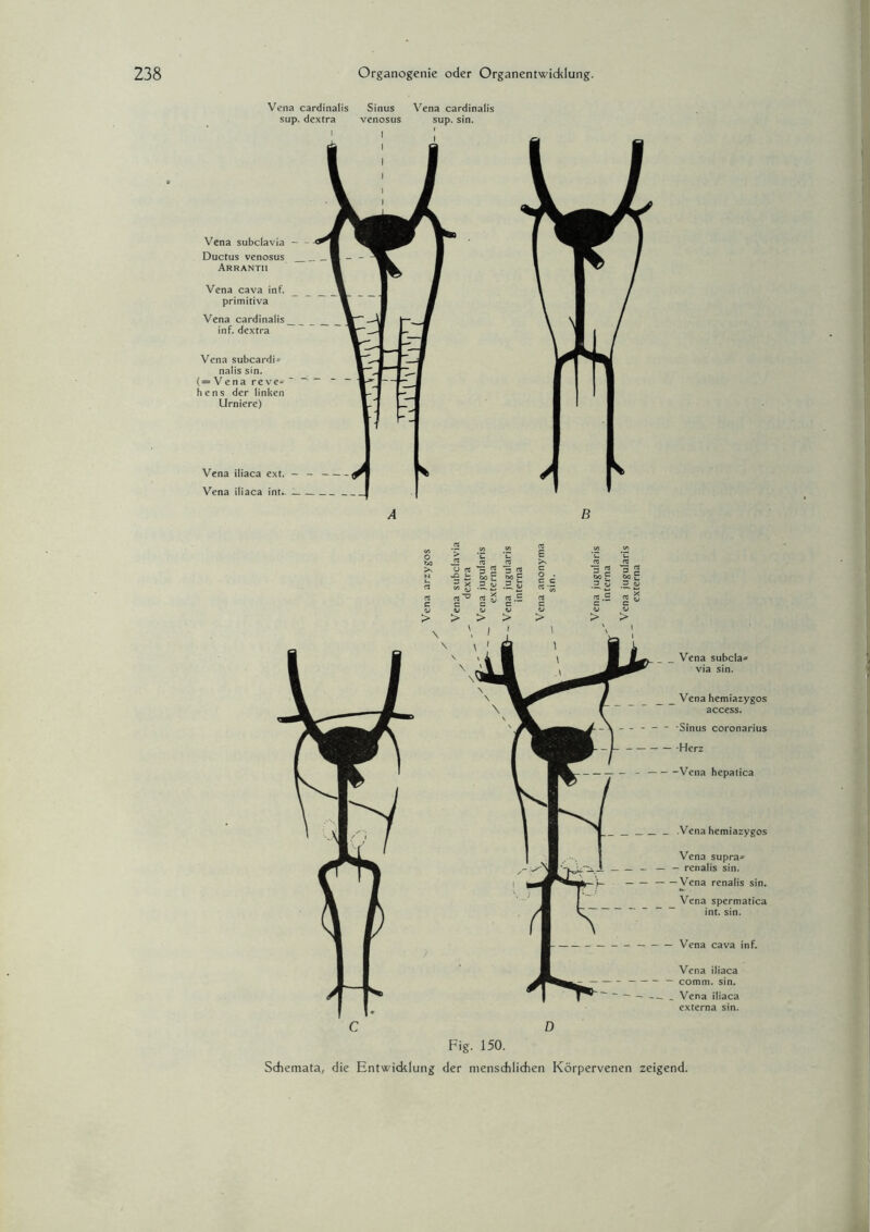 Vena cardinalis sup. dextra Sinus venosus Vena cardinalis sup. sin. rt 'C TO •Sh m; .iw .5 C D Fig. 150. Sdiemata, die Entwicklung der menschlichen Körpervenen zeigend.