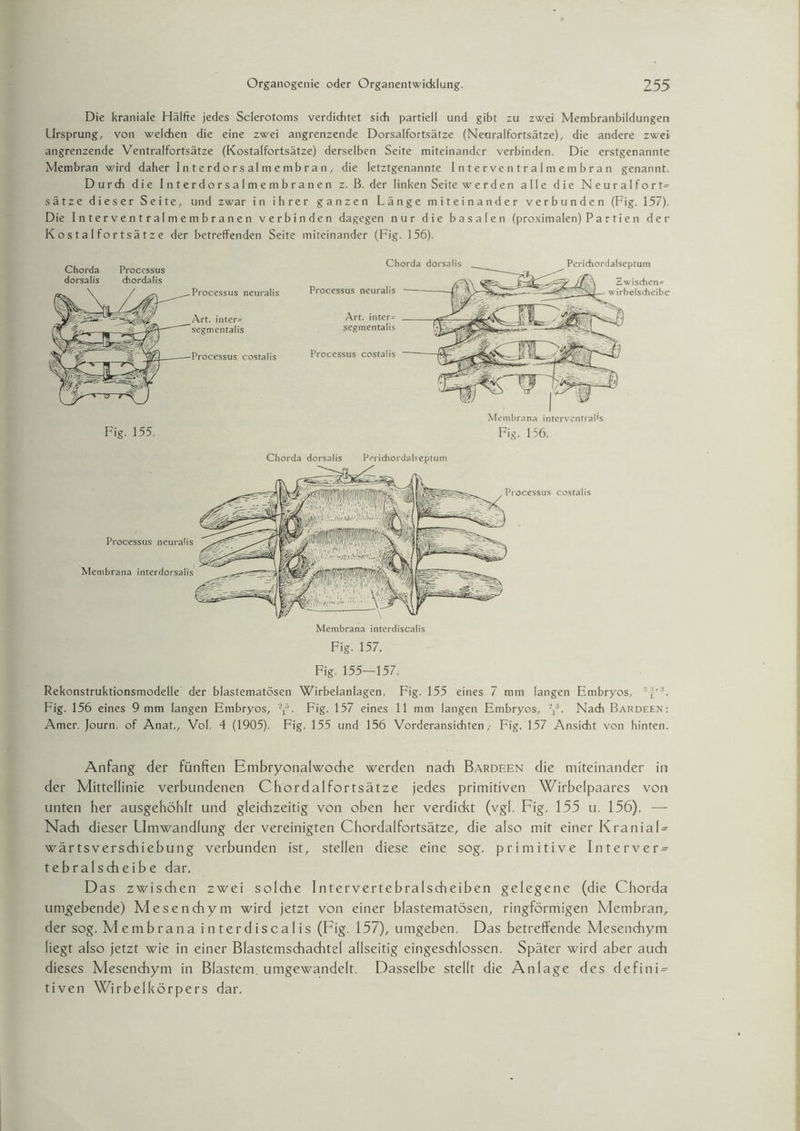 Die kraniale Hälfte jedes Sclerotoms verdicktet sich partiell und gibt zu zwei Membranbildungen Ursprung, von welchen die eine zwei angrenzende Dorsalfortsätze (Neciralfortsätze), die andere zwei angrenzende Ventralfortsätze (Kostalfortsätze) derselben Seite miteinander verbinden. Die erstgenannte Membran wird daher Interdorsalmembran, die letztgenannte Interventralmembran genannt. Durch die Interdorsalmembranen z. B. der linken Seite werden alle die Neuralfort- sätze dieser Seite, und zwar in ihrer ganzen Länge miteinander verbunden (Fig. 157). Die Interventralmembranen verbinden dagegen nur die basalen (proximalen) P a r t i e n der Kostal fortsätze der betreffenden Seite miteinander (Fig. 156). Chorda Processus dorsalis chordalis Fig. 155. Processus neuralis Art. inter- segmentalis Processus costalis Processus costalis Membrana interventral's Fig. 156. Art. inter- segmentalis Chorda dorsalis Perichordalseptum Processus neuralis Zwischen¬ wirbelscheibe Processus neuralis Membrana interdorsalis Membrana interdiscalis Chorda dorsalis Perichordalseptum Processus costalis Fig. 157. Fig. 155—157. Rekonstruktionsmodelle der blastematösen Wirbelanlagen. Fig. 155 eines 7 mm langen Embryos, ,' Fig. 156 eines 9 mm langen Embryos, ■■{’• Fig. 157 eines 11 mm langen Embryos, -,:i. Nach Bardeen: Amer. Journ. of Anat., Vol. 4 (1905). Fig. 155 und 156 Vorderansichten,- Fig. 157 Ansicht von hinten. Anfang der fünften Embryonalwoche werden nach Bardeen die miteinander in der Mittellinie verbundenen Chordalfortsätze jedes primitiven Wirbelpaares von unten her ausgehöhlt und gleichzeitig von oben her verdidct (vgl. Fig. 155 u. 156). —- Nach dieser Umwandlung der vereinigten Chordalfortsätze, die also mit einer KraniaE wärtsverschiebung verbunden ist, stellen diese eine sog. primitive Interver^ tebralscheibe dar. Das zwischen zwei solche Intervertebralscheiben gelegene (die Chorda umgebende) Mesenchym wird jetzt von einer blastematösen, ringförmigen Membran, der sog. Membrana interdiscalis (Fig. 157), umgeben. Das betreffende Mesenchym liegt also jetzt wie in einer Blastemschachtcl allseitig eingeschlossen. Später wird aber auch dieses Mesenchym in Blastem, umgewandelt. Dasselbe stellt die Anlage des definE tiven Wirbelkörpers dar.