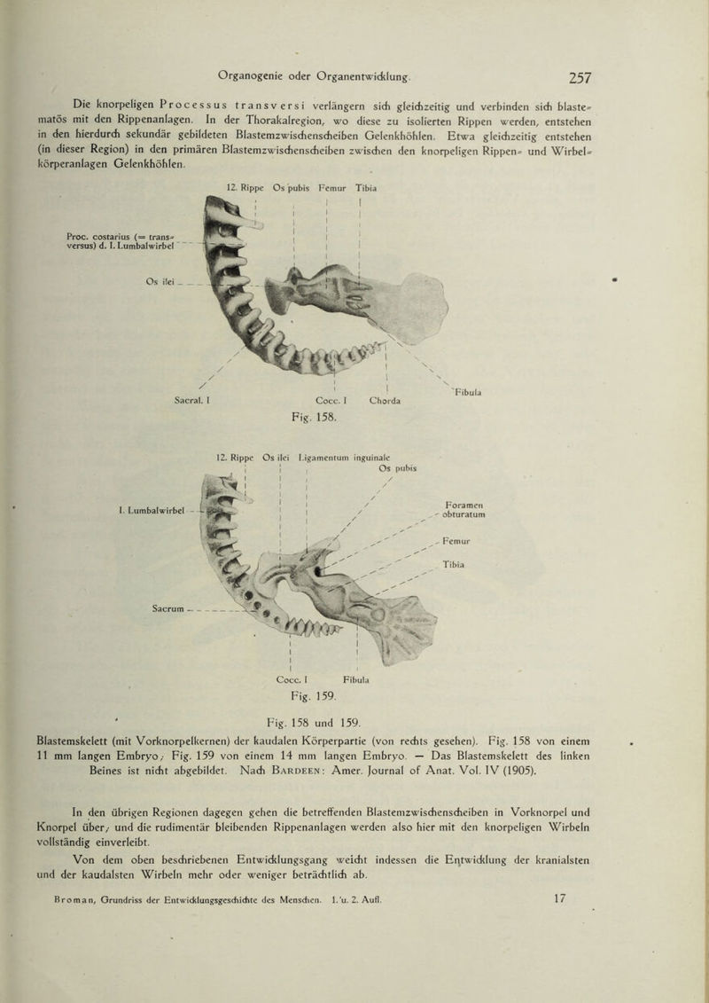 Die knorpeligen Processus transv ersi verlängern sich gleichzeitig und verbinden sich blaste= matös mit den Rippenanlagen. In der Thorakalregion, wo diese zu isolierten Rippen werden, entstehen in den hierdurch sekundär gebildeten Blastemzwischenscheiben Gelenkhöhlen. Etwa gleichzeitig entstehen (in dieser Region) in den primären Blastemzwischenscheiben zwischen den knorpeligen Rippen^ und Wirbeln körperanlagen Gelenkhöhlen. 12. Rippe Os pubis Femur Tibia Proc. costarius (= trans- versus) d. I. Lumbalwirbel Os ilei_ Sacral. I Cocc. I Chorda Fibula Fig. 158. 12. Rippe Os ilei Ligamentum inguinale Fig. 159. Fig. 158 und 159. Blastemskelett (mit Vorknorpelkernen) der kaudalen Körperpartie (von rechts gesehen). Fig. 158 von einem 11 mm langen Embryo,- Fig. 159 von einem 14 mm langen Embryo. — Das Blastemskelett des linken Beines ist nicht abgebildet. Nach Bardeen: Amer. Journal of Anat. Vol. IV (1905). In den übrigen Regionen dagegen gehen die betreffenden Blastemzwischenscheiben in Vorknorpel und Knorpel über,- und die rudimentär bleibenden Rippenanlagen werden also hier mit den knorpeligen Wirbeln vollständig einverleibt. Von dem oben beschriebenen Entwicklungsgang weicht indessen die Entwicklung der kranialsten und der kaudalsten Wirbeln mehr oder weniger beträchtlich ab. Broman, Grundriss der Entwicklungsgeschichte des Menschen, l.'u. 2. Aufl. 17