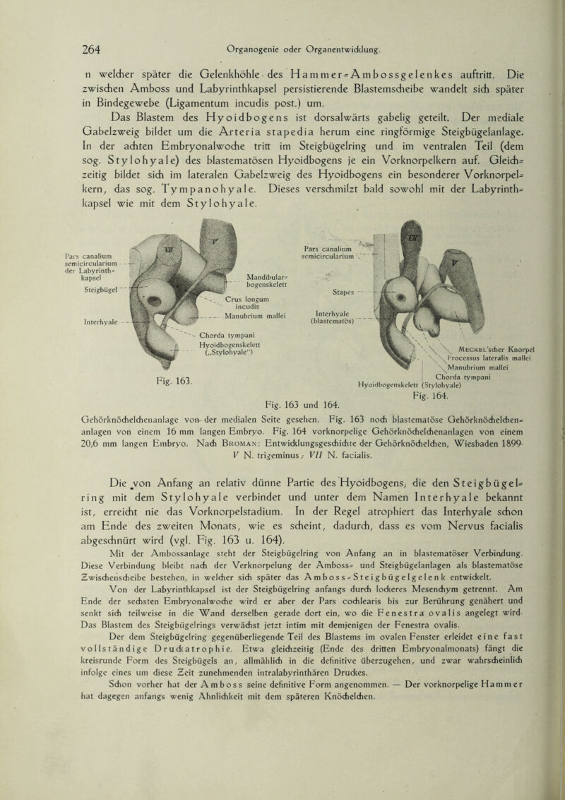 n welcher später die Gelenkhöhle ■ des Hammer- Ambossgelenkes auftritt. Die zwischen Amboss und Labyrinthkapsel persistierende Blastemscheibe wandelt sich später in Bindegewebe (Ligamentum incudis post.) um. Das Blastem des Hyoidbogens ist dorsalwärts gabelig geteilt. Der mediale Gabelzweig bildet um die Arteria stapedia herum eine ringförmige Steigbügelanlage. In der achten Embryonalwoche tritt im Steigbügelring und im ventralen Teil (dem sog. Stylohyale) des blastematösen Hyoidbogens je ein Vorknorpelkern auf. Gleich^ zeitig bildet sich im lateralen Gabelzweig des Hyoidbogens ein besonderer VorknorpeL kern, das sog. Tympanohyale. Dieses verschmilzt bald sowohl mit der Labyrinth^ kapsel wie mit dem Stylohyale. Fig. 163 und 164. Gehörknödielchenanlage von der medialen Seite gesehen. Fig. 163 noch blastemalöse Gehörknöchelchen^ anlagen von einem 16 mm langen Embryo. Fig. 164 vorknorpelige Gehörknöchelchenanlagen von einem 20,6 mm langen Embryo. Nach Broman: Entwicklungsgeschichte der Gehörknöchelchen, Wiesbaden 1899- V N. trigeminus,- VII N. facialis. Die ^von Anfang an relativ dünne Partie des Hyoidbogens^ die den Steigb iigeL ring mit dem Stylohyale verbindet und unter dem Namen Interhyale bekannt ist, erreicht nie das Vorknorpelstadium. In der Regel atrophiert das Interhyale schon am Ende des zweiten Monats, wie es scheint, dadurch, dass es vom Nervus facialis abgeschnürt wird (vgl. Fig. 163 u. 164). Mit der Ambossanlage steht der Steigbügelring von Anfang an in blastematöser Verbindung. Diese Verbindung bleibt nach der Verknorpelung der Amboss^ und Steigbügelanlagen als blastematöse Zwischenscheibe bestehen, in welcher sich später das Amboss = Steigbügelgelenk entwickelt. Von der Labyrinthkapsel ist der Steigbügelring anfangs durch lockeres Mesenchym getrennt. Am Ende der sechsten Embryonalwoche wird er aber der Pars cochlearis bis zur Berührung genähert und senkt sich teilweise in die Wand derselben gerade dort ein, wo die Fenesträ ovalis angelegt wird- Das Blastem des Steigbügelrings verwächst jetzt intim mit demjenigen der Fenesträ ovalis. Der dem Steigbügelring gegenüberliegende Teil des Blastems im ovalen Fenster erleidet eine fast vollständige Druckatrophie. Etwa gleichzeitig (Ende des dritten Embryonalmonats) fängt die kreisrunde Form des Steigbügels an, allmählich in die definitive überzugehen, und zwar wahrscheinlich infolge eines um diese Zeit zunehmenden intralabyrinthären Druckes. Schon vorher hat der Amboss seine definitive Form angenommen. — Der vorknorpelige Hammer hat dagegen anfangs wenig Ähnlichkeit mit dem späteren Knöchelchen.