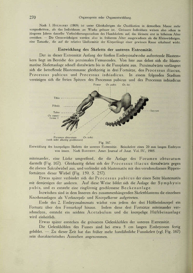 Nach I. Holmgrkn (1909J ist unter Gleichaltrigen die Ossifikation in demselben Masse mehr vorgeschritten, als das Individuum an Wuchs grösser ist. Grössere Individuen weisen also schon in jüngeren Jahren dasselbe Verknöcherungsstadium des Handskeletts auf, das kleinere erst in höherem Alter erreichen. — Die Grosswüchsigen werden also in früherem Alter ausgewachsen als die Kleinwüchsigen, eine Tatsache, die auf die relative Uniformität der Körperlänge einer gewissen Rasse erhaltend wirkt. Entwicklung des Skeletts der unteren Extremität, Der in dieser Extremität Anfang der fünften Embryonalwoche auftretende Blastem* kern liegt im Bereiche des proximalen Femurendes. Von hier aus dehnt sich die blaste* matöse Skelettanlage schnell distalwärts bis in die Fussplatte aus. Proximalwärts verlängert sich die betreffende Blastemmasse gleichzeitig in drei Fortsätze, den Processus iliacus, Processus pubicus und Processus ischiadicus. In einem folgenden Stadium vereinigen sich die freien Spitzen des Processus pubicus und des Processus ischiadicus Femur Os pubis Os ilei Foramen obturatum Os ischii (noch nicht allseitig geschlossen) Fig. 167. Entwicklung des knorpeligen Skeletts der unteren Extremität. Beinskelett eines 20 mm langen Embryos von innen. Nach Bardeen: Amer. Journal of Anat. Vol. IV., 1905. Tibia Fibula Talus Os cuneF forme I Sacrum miteinander, eine Lüdce umgreifend, die die Anlage des Foramen obturatum darstellt (Fig. 167). Gleichzeitig dehnt sich der Processus iliacus dorsalwärts gegen die oberen Sakralwirbel aus, und verbindet sidt blastematös mit den verschmolzenen Rippen* fortsätzen dieser Wirbel (Fig. 159, S. 257). Etwas später verbindet sich der Processus pubicus der einen Seite blastematös mit demjenigen der anderen. Auf diese Weise bildet sich die Anlage der Symphysis pubis, und es entsteht eine ringförmig geschlossene Beckenanlage. Inzwischen sind in dem Inneren des zusammenhängenden Skelettblastems die einzelnen Knochenanlagen als Vorknorpel* und Knorpelkerne aufgetreten. Ende des 2. Embryonalmonats wächst von jedem der drei Hüftbeinknorpel ein Fortsatz über den Femurkopf hinaus. Indem diese drei Fortsätze miteinander ver* schmelzen, entsteht ein seichtes Acetabulum und die knorpelige Hüftbeinanlage wird einheitlich. Etwas später entstehen die grösseren Gelenkhöhlen der unteren Extremität. Die Gelenkhöhlen des Fusses sind bei etwa 5 cm langen Embryonen fertig gebildet. — Zu dieser Zeit hat das früher mehr handähnliche Fussskelett (vgl. Fig. 167) sein charakteristisches Aussehen angenommen.