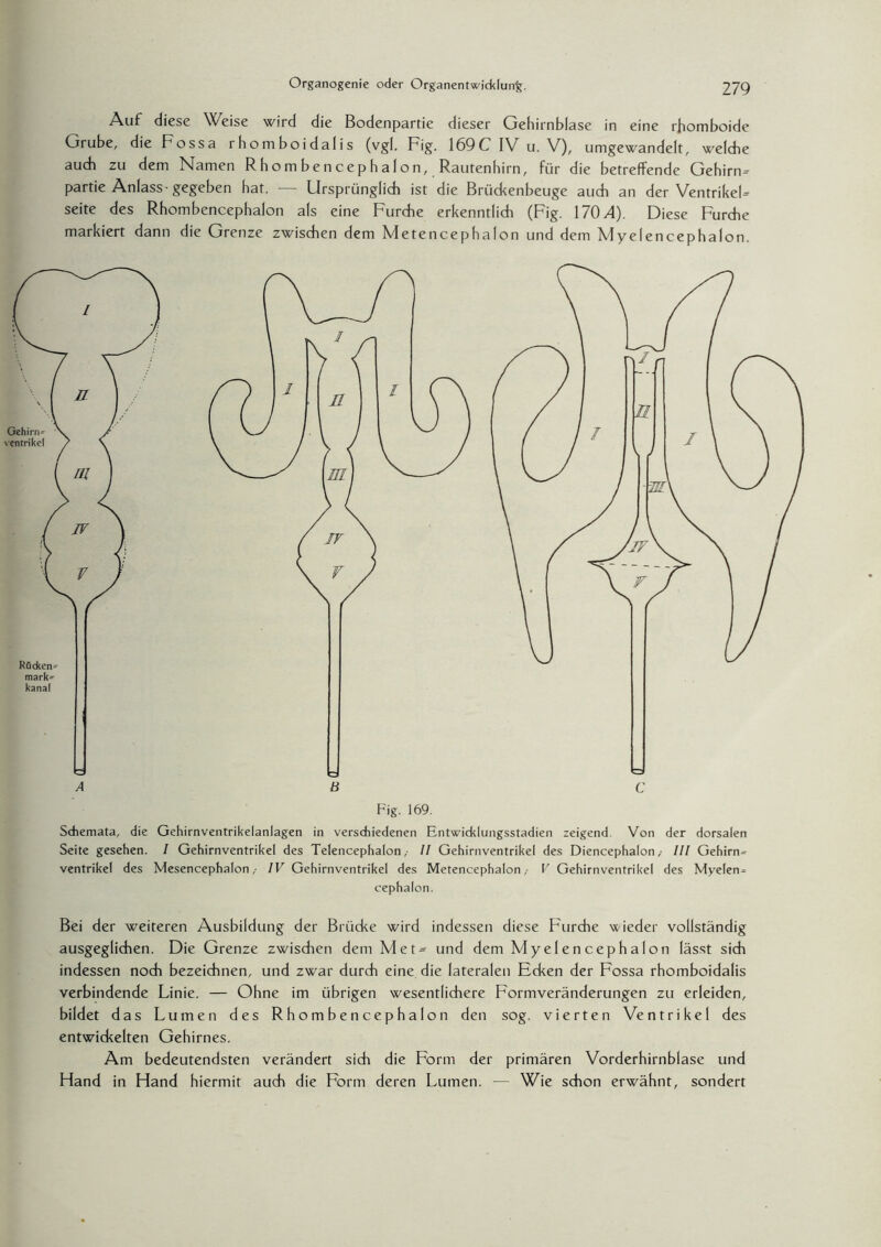 Auf diese Weise wird die Bodenpartie dieser Gehirnblase in eine rhomboide Grube, die Fossa i hoin boidalis (vgl. Fig. 169C IV u. V), umgewandelt, welche auch zu dem Namen Rhombencephalon, Rautenhirn, für die betreffende Gehirn= partie Anlass- gegeben hat. — Ursprünglich ist die Briidcenbeuge auch an der VentrikeF seite des Rhombencephalon als eine Furche erkenntlich (Fig. 170 A). Diese Furche markiert dann die Grenze zwischen dem Metencephalon und dem Myelencephalon. Schemata, die Gehirnventrikelanlagen in verschiedenen Entwicklungsstadien zeigend Von der dorsalen Seite gesehen. / Gehirnventrikel des TelencephalonII Gehirnventrikel des Diencephalon ,• III Gehirn» Ventrikel des MesencephalonIV Gehirnventrikel des Metencephalon,- V Gehirnventrikel des Myelen» cephalon. Bei der weiteren Ausbildung der Brüdce wird indessen diese Furche wieder vollständig ausgeglichen. Die Grenze zwischen dem Met- und dem Myelencephalon lässt sich indessen noch bezeichnen, und zwar durch eine die lateralen Edcen der Fossa rhomboidalis verbindende Linie. — Ohne im übrigen wesentlichere Formveränderungen zu erleiden, bildet das Lumen des Rhombencephalon den sog. vierten Ventrikel des entwickelten Gehirnes. Am bedeutendsten verändert sich die Form der primären Vorderhirnblase und Hand in Hand hiermit auch die Form deren Lumen. — Wie schon erwähnt, sondert