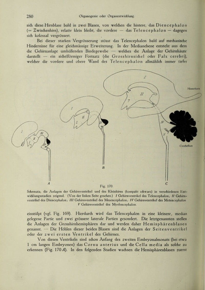 sich diese Hirnblase bald in zwei Blasen, von welchen die hintere, das Diencephalon (= Zwischenhirn), relativ klein bleibt, die vordere — das Telencephalon — dagegen sich kolossal vergrössert. Bei dieser starken Vergrösserung stösst das Telencephalon bald auf mechanische Hindernisse für eine gleichmässige Erweiterung. In der Medianebene entsteht aus dem die Gehirnanlage umhüllenden Bindegewebe —■ welches die Anlage der Gehirnhäute darstellt — ein sichelförmiger Fortsatz (die Grosshirnsichel oder Falx cerebri), welcher die vordere und obere Wand des Telencephalon allmählich immer tiefer Schemata, die Anlagen der Gehirnventrikel und des Kleinhirns (kompakt schwarz) in verschiedenen Hnt- widdungsstadien zeigend. (Von der linken Seite gesehen.) 1 Gehirnventrikel des Telencephalon,- II Gehirn¬ ventrikel des Diencephalon,- III Gehirnventrikel des Mesencephalon,- IV Gehirnventrikel des Metencephalon V Gehirnventrikel des Myelencephalon. einstülpt (vgl. Fig. 169). Hierdurch wird das Telencephalon in eine kleinere, median gelegene Partie und zwei grössere laterale Partien gesondert. Die letztgenannten stellen die Anlagen der Grosshirnhemisphären dar und werden daher Hemisphärenblasen genannt. — Die Höhlen dieser beiden Blasen sind die Anlagen der Seiten Ventrikel oder der zwei ersten Ventrikel des Gehirnes. Von diesen Ventrikeln sind schon Anfang des zweiten Embryonalmonats (bei etwa 1 cm langen Embryonen) das Cornu anterius und die Cella media als solche zu erkennen (Fig. 170/1). In den folgenden Stadien wachsen die Hemisphärenblasen zuerst