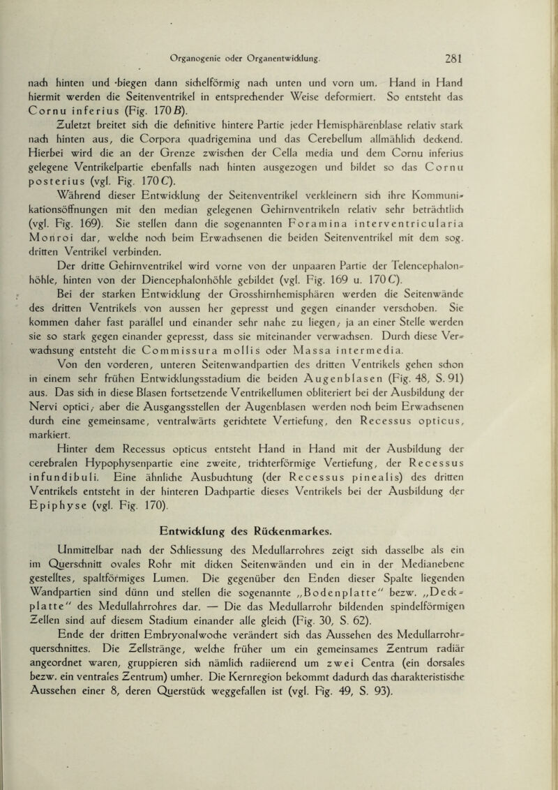 nach hinten und -biegen dann sichelförmig nach unten und vorn um. Hand in Hand hiermit werden die Seitenventrikel in entsprechender Weise deformiert. So entsteht das Cornu inferius (Fig. 170ß). Zuletzt breitet sich die definitive hintere Partie jeder Hemisphärenblase relativ stark nach hinten aus, die Corpora quadrigemina und das Cerebellum allmählich deckend. Hierbei wird die an der Grenze zwischen der Cella media und dem Cornu inferius gelegene Ventrikelpartie ebenfalls nach hinten ausgezogen und bildet so das Cornu posterius (vgl. Fig. 170C). Während dieser Entwicklung der Seitenventrikel verkleinern sich ihre Kommuni» kationsöffnungen mit den median gelegenen Gehirnventrikeln relativ sehr beträchtlich (vgl. Fig. 169). Sie stellen dann die sogenannten Foramina interventricularia Monroi dar, welche noch beim Erwachsenen die beiden Seitenventrikel mit dem sog. dritten Ventrikel verbinden. Der dritte Gehirnventrikel wird vorne von der unpaaren Partie der Telencephalon» höhle, hinten von der Diencephalonhöhfe gebildet (vgl. Fig. 169 u. 170 C). Bei der starken Entwicklung der Grosshirnhemisphären werden die Seitenwände des dritten Ventrikels von aussen her gepresst und gegen einander verschoben. Sie kommen daher fast parallel und einander sehr nahe zu liegen,- ja an einer Stelle werden sie so stark gegen einander gepresst, dass sie miteinander verwachsen. Durch diese Ver» wachsung entsteht die Commissura mollis oder Massa intermedia. Von den vorderen, unteren Seitenwandpartien des dritten Ventrikels gehen schon in einem sehr frühen Entwicklungsstadium die beiden Augenblasen (Fig. 48, S. 91) aus. Das sich in diese Blasen fortsetzende Ventrikellumen obliteriert bei der Ausbildung der Nervi optici,- aber die Ausgangsstellen der Augenblasen werden noch beim Erwachsenen durch eine gemeinsame, ventralwärts gerichtete Vertiefung, den Recessus opticus, markiert. Hinter dem Recessus opticus entsteht Hand in Hand mit der Ausbildung der cerebralen Hypophysenpartie eine zweite, trichterförmige Vertiefung, der Recessus infundibuli. Eine ähnliche Ausbuchtung (der Recessus pinealis) des dritten Ventrikels entsteht in der hinteren Dachpartie dieses Ventrikels bei der Ausbildung der Epiphyse (vgl. Fig. 170). Entwicklung des Rückenmarkes. Unmittelbar nach der Schliessung des Medullarrohres zeigt sich dasselbe als ein im Querschnitt ovales Rohr mit dicken Seitenwänden und ein in der Medianebene gestelltes, spaltförmiges Lumen. Die gegenüber den Enden dieser Spalte liegenden Wandpartien sind dünn und stellen die sogenannte „Bodenplatte bezw. „Deck» platte des Medullahrrohres dar. — Die das Medullarrohr bildenden spindelförmigen Zellen sind auf diesem Stadium einander alle gleich (Fig. 30, S. 62). Ende der dritten Embryonalwoche verändert sich das Aussehen des Medullarrohr» querschnittes. Die Zellstränge, welche früher um ein gemeinsames Zentrum radiär angeordnet waren, gruppieren sich nämlich radiierend um zwei Centra (ein dorsales bezw. ein ventrales Zentrum) umher. Die Kernregion bekommt dadurch das charakteristische Aussehen einer 8, deren Querstück weggefallen ist (vgl. Fig. 49, S. 93).