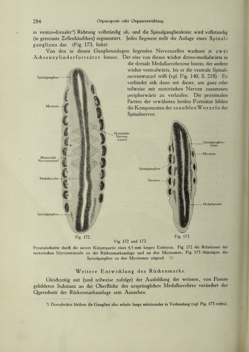 in ventr.o=dorsaler1) Richtung vollständig ab/ und die Spinalganglienleiste wird vollständig (in getrennte Zellenhäufchen) segmentiert. Jedes Segment stellt die Anlage eines Spinal = ganglions dar. (Fig. 173, links). Von den in diesen Ganglienanlagen liegenden Nervenzellen wachsen je zwei Achsenzylinderfortsätze hinaus. Der eine von diesen wächst dorso=medialwärts in die dorsale Medullarrohrzone hinein, der andere wächst ventralwärts, bis er die ventrale SpinaU nervenwurzel trifft (vgl. Fig. 140, S. 218). Er verbindet sich dann mit dieser, um ganz oder teilweise mit motorischen Nerven zusammen peripherwärts zu verlaufen. Die proximalen Partien der erwähnten beiden Fortsätze bilden die Komponenten der sensiblen Wurzeln der Spinalnerven. Spinalganglion- Myotom- Motorische . Nervenwurzel Motorische Nerven- wurze! _Spinalganglien- leiste — Myotom Spinalganglion  Medullarrohr Spinalganglion- Fig. 172. Fig. 173. Fig. 172 und 173. Frontalschnitte durch die untere Körperpartie eines 4,5 mm langen Embryos. Fig. 172 die Relationen der motorischen Nervenwurzeln zu der Rückenmarksanlage und zu den Myotomen,- Fig. 173 diejenigen der Spinalganglien zu den Myotomen zeigend. 'Y*. Weitere Entwicklung des Rückenmarks. Gleichzeitig mit (und teilweise zufolge) der Ausbildung der weissen, von Fasern gebildeten Substanz an der Oberfläche des ursprünglichen Medullarrohres verändert der Querschnitt der Rückenmarksanlage sein Aussehen. ') Dorsalwärts bleiben die Ganglien also relativ lange miteinander in Verbindung (vgl. Fig. 173 rechts).