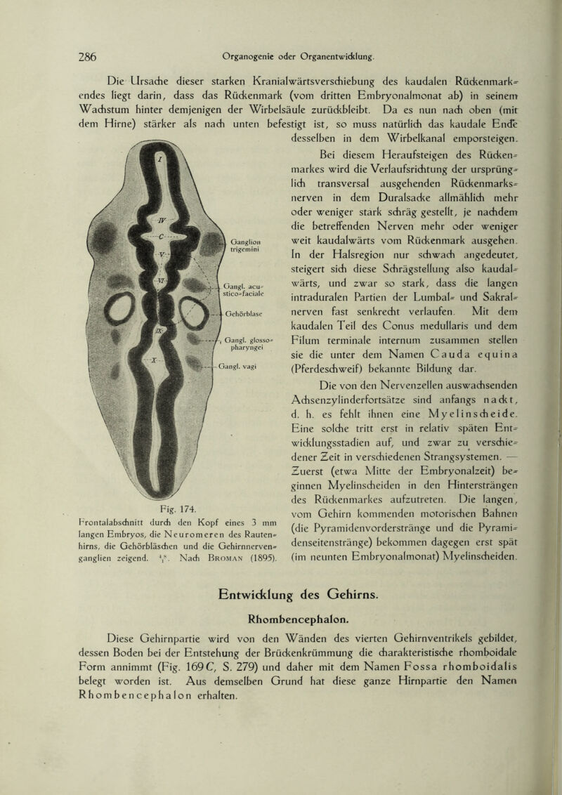 Die Ursache dieser starken Kranialwärtsverschiebung des kaudalen Rückenmark» endes liegt darin, dass das Rückenmark (vom dritten Embryonalmonat ab) in seinem Wachstum hinter demjenigen der Wirbelsäule zurtickbleibt. Da es nun nach oben (mir dem Hirne) stärker als nach unten befestigt ist, so muss natürlich das kaudale Ende desselben in dem Wirbelkanal emporsteigen. Ganglion trigemini Gangl. acu^ stico^faciale Gehörblase Gangl. glosso^ pharyngei Gangl. vagi Fig. 174. Frontalabschnitt durch den Kopf eines 3 mm langen Embryos, die Neuromeren des Rauten» hirns, die Gehörbläschen und die Gehirnnerven» ganglien zeigend. V- Nach Broman (1895). Bei diesem Heraufsteigen des Rücken» markes wird die Verlaufsrichtung der ursprüng» lieh transversal ausgehenden Rückenmarks» nerven in dem Duralsacke allmählich mehr oder weniger stark schräg gestellt, je nachdem die betreffenden Nerven mehr oder weniger weit kaudalwärts vom Rückenmark ausgehen. In der Halsregion nur schwach angedeutet, steigert sich diese Schrägstellung also kaudal» wärts, und zwar so stark, dass die langen intraduralen Partien der Lumbal» und Sakral» nerven fast senkrecht verlaufen. Mit dem kaudalen Teil des Conus medullaris und dem Filum terminale internum zusammen stellen sie die unter dem Namen Cauda equina (Pferdeschweif) bekannte Bildung dar. Die von den Nervenzellen auswachsenden Achsenzylinderfortsätze sind anfangs nackt, d. h. es fehlt ihnen eine Myelinscheide. Eine solche tritt erst in relativ späten Ent» widdungsstadien auf, und zwar zu verschie» dener Zeit in verschiedenen Strangsystemen. — Zuerst (etwa Mitte der Embryonalzeit) be» ginnen Myelinscheiden in den Hintersträngen des Riidcenmarkes aufzutreten. Die langen, vom Gehirn kommenden motorischen Bahnen (die Pyramidenvorderstränge und die Pyrami» denseitenstränge) bekommen dagegen erst spät (im neunten Embryonalmonat) Myelinscheiden. Entwicklung des Gehirns. Rhombencephalon. Diese Gehirnpartie wird von den Wänden des vierten Gehirnventrikels gebildet, dessen Boden bei der Entstehung der Brückenkrümmung die charakteristische rhomboidale Form annimmt (Fig. 169C, S. 279) und daher mit dem Namen Fossa rhomboidalis belegt worden ist. Aus demselben Grund hat diese ganze Hirnpartie den Namen Rh ombencephalon erhalten.