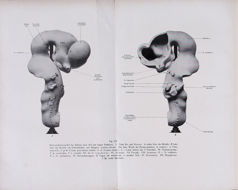 Mittel- N. oculo» him motorius Grosshirn» hemisphäre Mittelhirn -N. trochlearis Foramen interventricularc (MONROt) Augenblascnstiel (abgeschnitten) N. trigeminus Gangl. faciale Gang!, acusticum Ductus endolym¬ phaticus Gehörblase Schnitt fläche ischen Gehirn- Rückenmarks» anlage Nackenbeuge B Fig. 179. Rekonstruktionsmodell des Gehirns eines 10,2 mm langen Embryos. V- Nach His und Ziegler. A rechte Seite des Modells, B linke Seite des Modells mit Gehörbläschen und Ganglion acustico-faciale. (Die linke Wand des Prosencephalons ist entfernt.) a. Polus temporalis/ C. g. m. Corpus geniculatum mediale, C. st. Corpus Striatum/ L. i. Lobus inferior des 3. Ventrikels,- Th. Thalamusanlage/ V. m. motorischer, V. s. sensibler Teil des N. trigeminus, VI. Abducens, VII. Facialis, VIII. Acusticus (N. c. N. cochlearis, N. v. N. vestibularis), IX. Glossopharyngeus, X. Vagus (m. motorischer, s. sensibler Teil), XL Accessorius, XII. Hypoglossus, I. Sp. erster Spinalnerv.