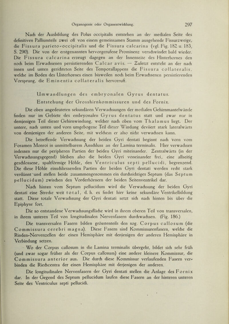 Nach der Ausbildung des Polus occipitalis entstehen an der medialen Seite des definitiven Palliumteils zwei oft von einem gemeinsamen Stamm ausgehende Fissurzweige, die Fissura parieto^occipitalis und die Fissura calcarina (vgl. Fig. 182 u. 183, S. 290). Die von der erstgenannten hervorgerufene Prominenz verschwindet bald wieder. Die Fissura calcarina erzeugt dagegen an der Innenseite des Hinterhornes den noch beim Erwachsenen persistierenden Calcar avis. — Zuletzt entsteht an der nadh innen und unten gerichteten Seite des lemporallappens die Fissura collateralis, welche im Boden des LInterhornes einen bisweilen noch beim Erwachsenen persistierenden Vorsprung, die Eminentia collateralis hervorruft. Umwandlungen des embryonalen Gyrus dentatus. Entstehung der Grosshirnkommissuren und des Fornix. Die oben angedeuteten sekundären Verwachsungen der medialen Gehirnmantelwände finden nur im Gebiete des embryonalen Gyrus dentatus statt und zwar nur in demjenigen Teil dieser Gehirnwindung, welcher nach oben vom Thalamus liegt. Der untere, nach unten und vorn umgebogene Teil dieser Windung deviiert stark lateralwärts von demjenigen der anderen Seite, mit welchem er also nicht verwachsen kann. Die betreffende Verwachsung der beiden Gyri dentati beginnt nach vorn vom Foramen Monroi in unmittelbarem Anschluss an der Lamina terminalis. Hier verwachsen indessen nur die peripheren Partien der beiden Gyri miteinander. Zentralwärts (in der Verwachsungsgegend) bleiben also die beiden Gyri voneinander frei, eine allseitig geschlossene, spaltförmige Höhle, den Ventriculus septi pellucidi, begrenzend. Die diese Höhle einschliessenden Partien der beiden Gyri dentati werden recht stark verdünnt'und stellen beide zusammengenommen ein durchsichtiges Septum (das Septum pellucidum) zwischen den Vorderhörnern der beiden Seitenventrikel dar. Nach hinten vom Septum pellucidum wird die Verwachsung der beiden Gyri dentati eine Strecke weit total, d. h. es findet hier keine sekundäre Ventrikelbildung statt. Diese totale Verwachsung der Gyri dentati setzt sich nach hinten bis über die Epiphyse fort. Die so entstandene Verwachsungsfläche wird in ihrem oberen Teil von transversalen, in ihrem unteren Teil von longitudinalen Nervenfasern durchwachsen. (Fig. 186.) Die transversalen Fasern bilden grösstenteils den sog. Corpus callosum (die Commissura cerebri magna). Diese Fasern sind Kommissurenfasern, welche die Rinden=NervenzeIlen der einen Hemisphäre mit denjenigen der anderen Hemisphäre in Verbindung setzen. Wo der Corpus callosum in die Lamina terminalis übergeht, bildet sich sehr früh (und zwar sogar früher als der Corpus callosum) eine andere kleinere Kommissur, die Commissura anterior aus. Die durch diese Kommissur verlaufenden Fasern ver= binden die Riechcentra der einen Hemisphäre mit derjenigen der anderen. Die longitudinalen Nervenfasern der Gyri dentati stellen die Anlage des Fornix dar. In der Gegend des Septum pellucidum laufen diese Fasern an der hinteren unteren Seite des Ventriculus septi pellucidi.