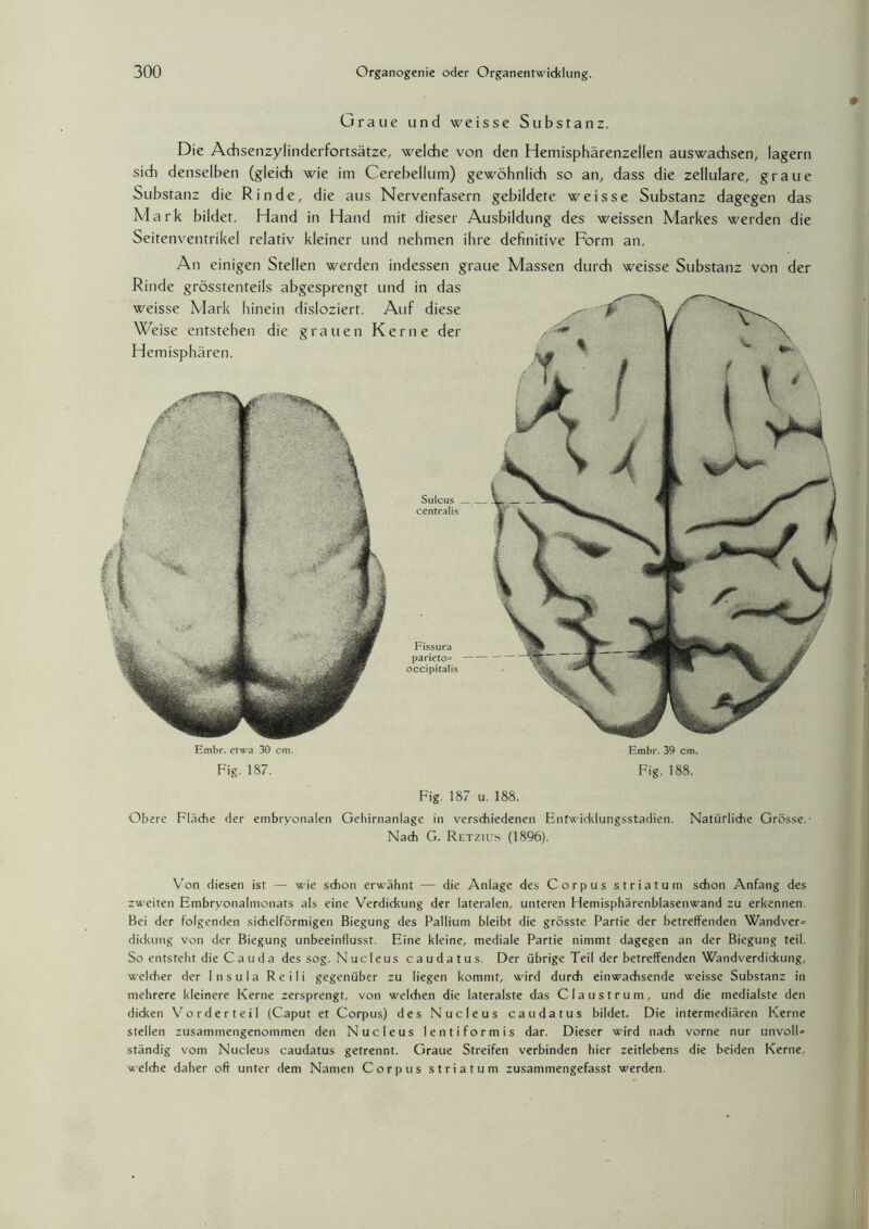 Sulcus __ centralis Fissura parieto-- occipitalis Embr. etwa 30 cm. Fig. 187. Embr. 39 cm. Fig. 188. Fig. 187 u. 188. Obere Fläche der embryonalen Gehirnanlage in verschiedenen Entwicklungsstadien. Natürliche Grösse. Nach G. Retzius (1896). Von diesen ist — wie schon erwähnt — die Anlage des Corpus Striatum schon Anfang des zweiten Embryonalmonats als eine Verdickung der lateralen, unteren Hemisphärenblasen wand zu erkennen. Bei der folgenden sichelförmigen Biegung des Pallium bleibt die grösste Partie der betreffenden Wandver= dickung von der Biegung unbeeinflusst. Eine kleine, mediale Partie nimmt dagegen an der Biegung teil. So entsteht die C a u d a des sog. Nucleus caudatus. Der übrige Teil der betreffenden Wandverdickung, welcher der 1 n s u I a R e i I i gegenüber zu liegen kommt, wird durch einwachsende weisse Substanz in mehrere kleinere Kerne zersprengt, von welchen die lateralste das Claustrum, und die medialste den dicken Vorderteil (Caput et Corpus) des Nucleus caudatus bildet. Die intermediären Kerne stellen zusammengenommen den Nucleus lentiformis dar. Dieser wird nach vorne nur unvolU ständig vom Nucleus caudatus getrennt. Graue Streifen verbinden hier zeitlebens die beiden Kerne, welche daher oft unter dem Namen Corpus Striatum zusammengefasst werden. Die Adisenzylinderfortsätze, welche von den Hemisphärenzellen auswachsen, lagern sich denselben (gleich wie im Cerebellum) gewöhnlich so an, dass die zellulare, graue Substanz die Rinde, die aus Nervenfasern gebildete weisse Substanz dagegen das Mark bildet. Hand in Hand mit dieser Ausbildung des weissen Markes werden die Seitenventrikel relativ kleiner und nehmen ihre definitive Form an. An einigen Stellen werden indessen graue Massen durch weisse Substanz von der Rinde grösstenteils abgesprengt und in das weisse Mark hinein disloziert. Auf diese Weise entstehen die grauen Kerne der Hemisphären.