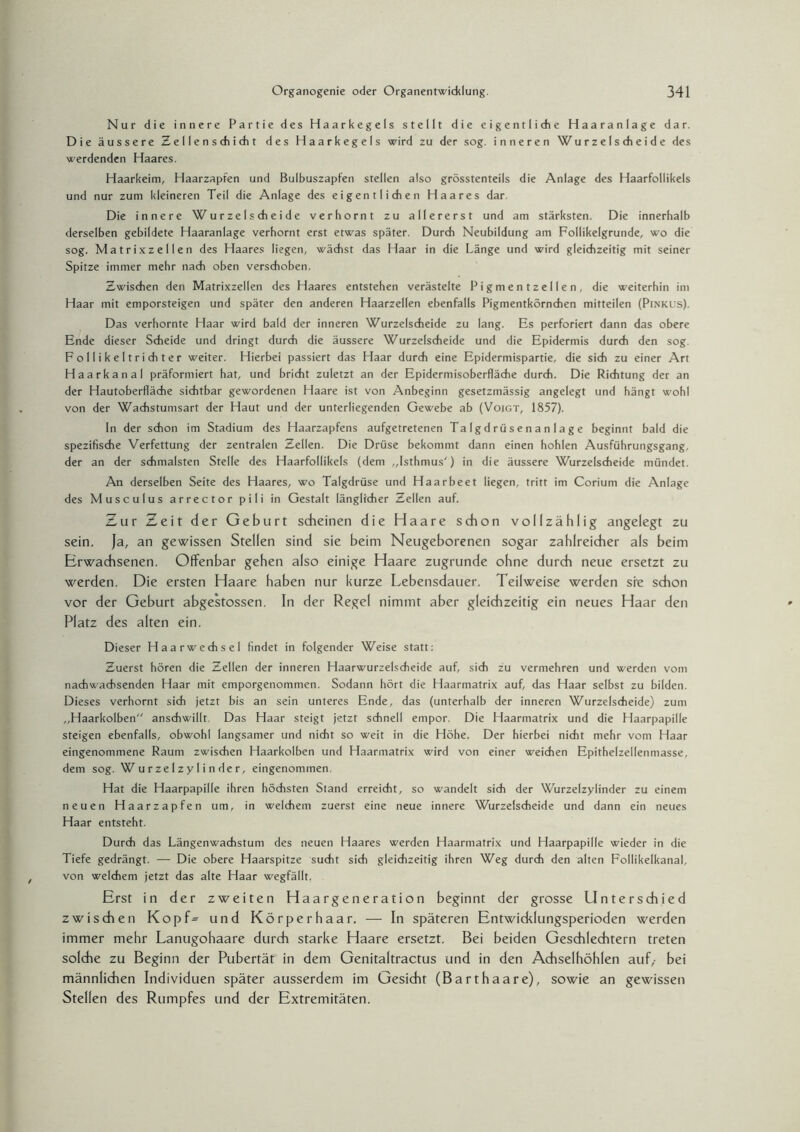 Nur die innere Partie des Haarkegels stellt die eigentliche Haaranlage dar. Die äussere Zellenschicht des Haarkegels wird zu der sog. inneren Wurzelscheide des werdenden Haares. Haarkeim, Haarzapfen und Bulbuszapfen stellen also grösstenteils die Anlage des Haarfollikels und nur zum kleineren Teil die Anlage des eigentlichen Haares dar. Die innere W u r z e I s ch e i d e verhornt zu allererst und am stärksten. Die innerhalb derselben gebildete Haaranlage verhornt erst etwas später. Durch Neubildung am Follikelgrunde, wo die sog. Matrixzellen des Haares liegen, wächst das Haar in die Länge und wird gleichzeitig mit seiner Spitze immer mehr nach oben verschoben. Zwischen den Matrixzellen des Haares entstehen verästelte Pigmentzellen, die weiterhin im Haar mit emporsteigen und später den anderen Haarzellen ebenfalls Pigmentkörnchen mitteilen (Pinkus). Das verhornte Haar wird bald der inneren Wurzelscheide zu lang. Es perforiert dann das obere Ende dieser Scheide und dringt durch die äussere Wurzelscheide und die Epidermis durch den sog. Follikeltrichter weiter. Hierbei passiert das Haar durch eine Epidermispartie, die sich zu einer Art Haarkanal präformiert hat, und bricht zuletzt an der Epidermisoberfläche durch. Die Richtung der an der Hautoberfläche sichtbar gewordenen Haare ist von Anbeginn gesetzmässig angelegt und hängt wohl von der Wachstumsart der Haut und der unterliegenden Gewebe ab (Voigt, 1857). In der schon im Stadium des Haarzapfens aufgetretenen Talgdrüsenanlage beginnt bald die spezifische Verfettung der zentralen Zellen. Die Drüse bekommt dann einen hohlen Ausführungsgang, der an der schmälsten Stelle des Haarfollikels (dem „Isthmus') in die äussere Wurzelscheide mündet. An derselben Seite des Haares, wo Talgdrüse und Haarbeet liegen, tritt im Corium die Anlage des Musculus arrector pili in Gestalt länglicher Zellen auf. Zur Zeit der Geburt scheinen die Haare schon vollzählig angelegt zu sein. Ja, an gewissen Stellen sind sie beim Neugeborenen sogar zahlreicher als beim Erwachsenen. Offenbar gehen also einige Haare zugrunde ohne durch neue ersetzt zu werden. Die ersten Haare haben nur kurze Lebensdauer. Teilweise werden sie schon vor der Geburt abgestossen. In der Regel nimmt aber gleichzeitig ein neues Haar den Platz des alten ein. Dieser Haarwechsel findet in folgender Weise statt: Zuerst hören die Zellen der inneren Haarwurzelscheide auf, sich zu vermehren und werden vom nachwachsenden Haar mit emporgenommen. Sodann hört die Haarmatrix auf, das Haar selbst zu bilden. Dieses verhornt sich jetzt bis an sein unteres Ende, das (unterhalb der inneren Wurzelscheide) zum „Haarkolben anschwillt. Das Haar steigt jetzt schnell empor. Die Haarmatrix und die Haarpapille steigen ebenfalls, obwohl langsamer und nicht so weit in die Höhe. Der hierbei nicht mehr vom Haar eingenommene Raum zwischen Haarkolben und Haarmatrix wird von einer weichen Epithelzellenmasse, dem sog. W u r ze 1 z y I i n de r, eingenommen. Hat die Haarpapille ihren höchsten Stand erreicht, so wandelt sich der Wurzelzylinder zu einem neuen Haarzapfen um, in welchem zuerst eine neue innere Wurzelscheide und dann ein neues Haar entsteht. Durch das Längenwachstum des neuen Haares werden Haarmatrix und Haarpapille wieder in die Tiefe gedrängt. — Die obere Haarspitze sucht sich gleichzeitig ihren Weg durch den alten Follikelkanal, von welchem jetzt das alte Haar wegfällt. Erst in der zweiten Haargeneration beginnt der grosse Unterschied zwischen Kopf- und Körperhaar. — In späteren Entwicklungsperioden werden immer mehr Lanugohaare durch starke Haare ersetzt. Bei beiden Geschlechtern treten solche zu Beginn der Pubertät in dem Genitaltractus und in den Achselhöhlen auf,- bei männlichen Individuen später ausserdem im Gesicht (Barthaare), sowie an gewissen Stellen des Rumpfes und der Extremitäten.